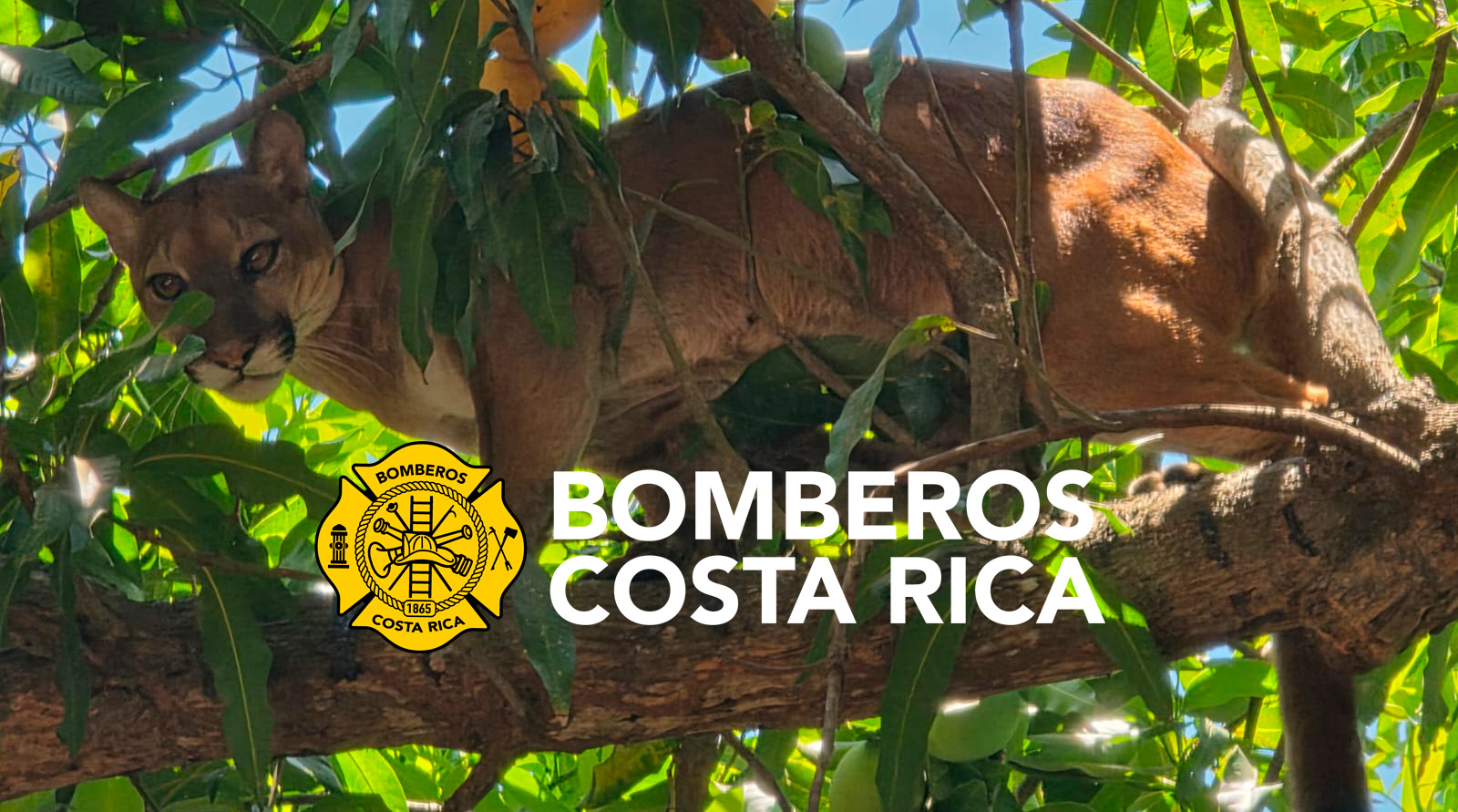 Bomberos rescatan a puma en El Roble de Puntarenas.