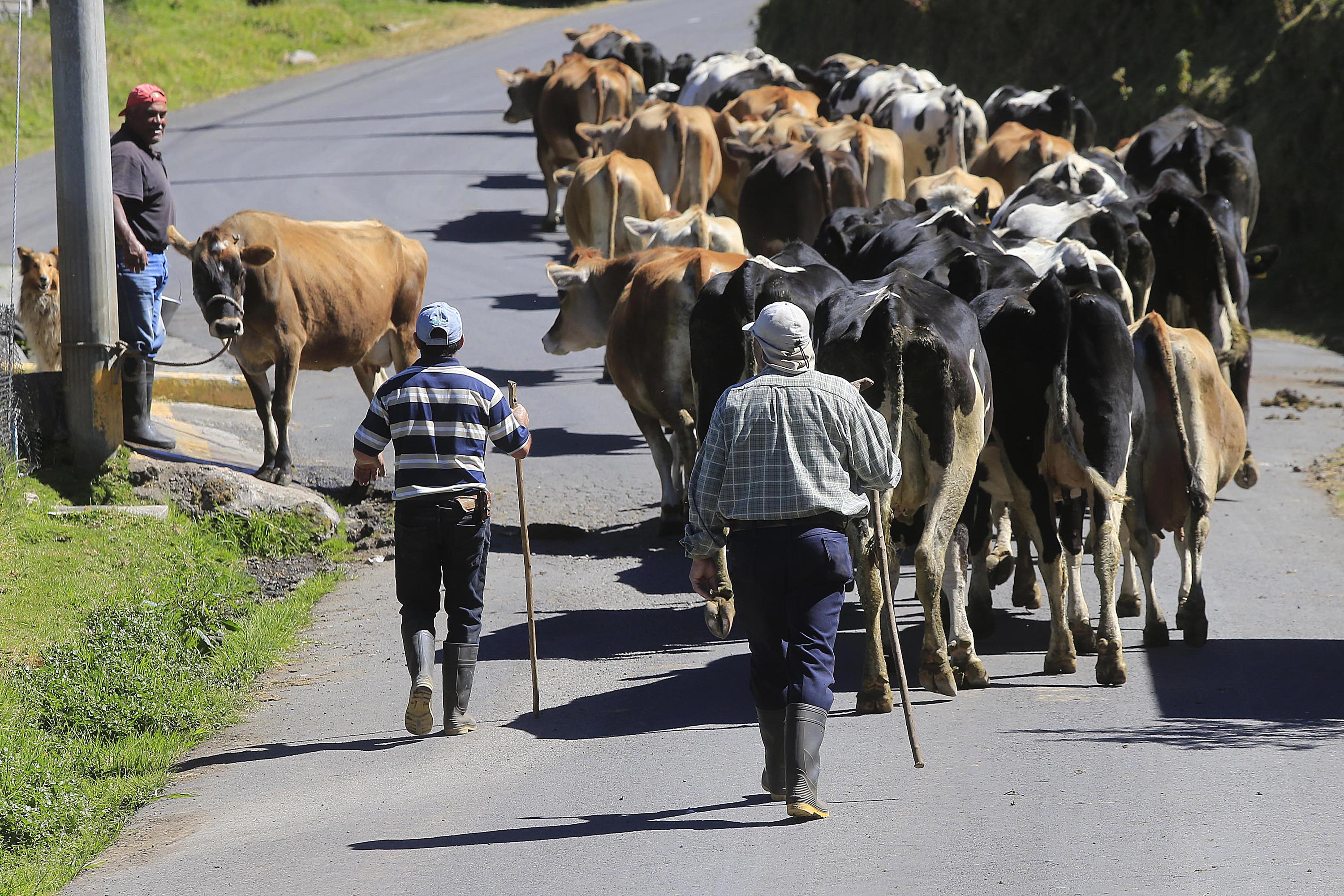 Un promedio de 80.000 litros diarios de leche se dejaron de exportar a Panamá desde el 1.° de julio del 2020. El valor asciende a unos $4 millones mensuales. Foto: Rafael Pacheco