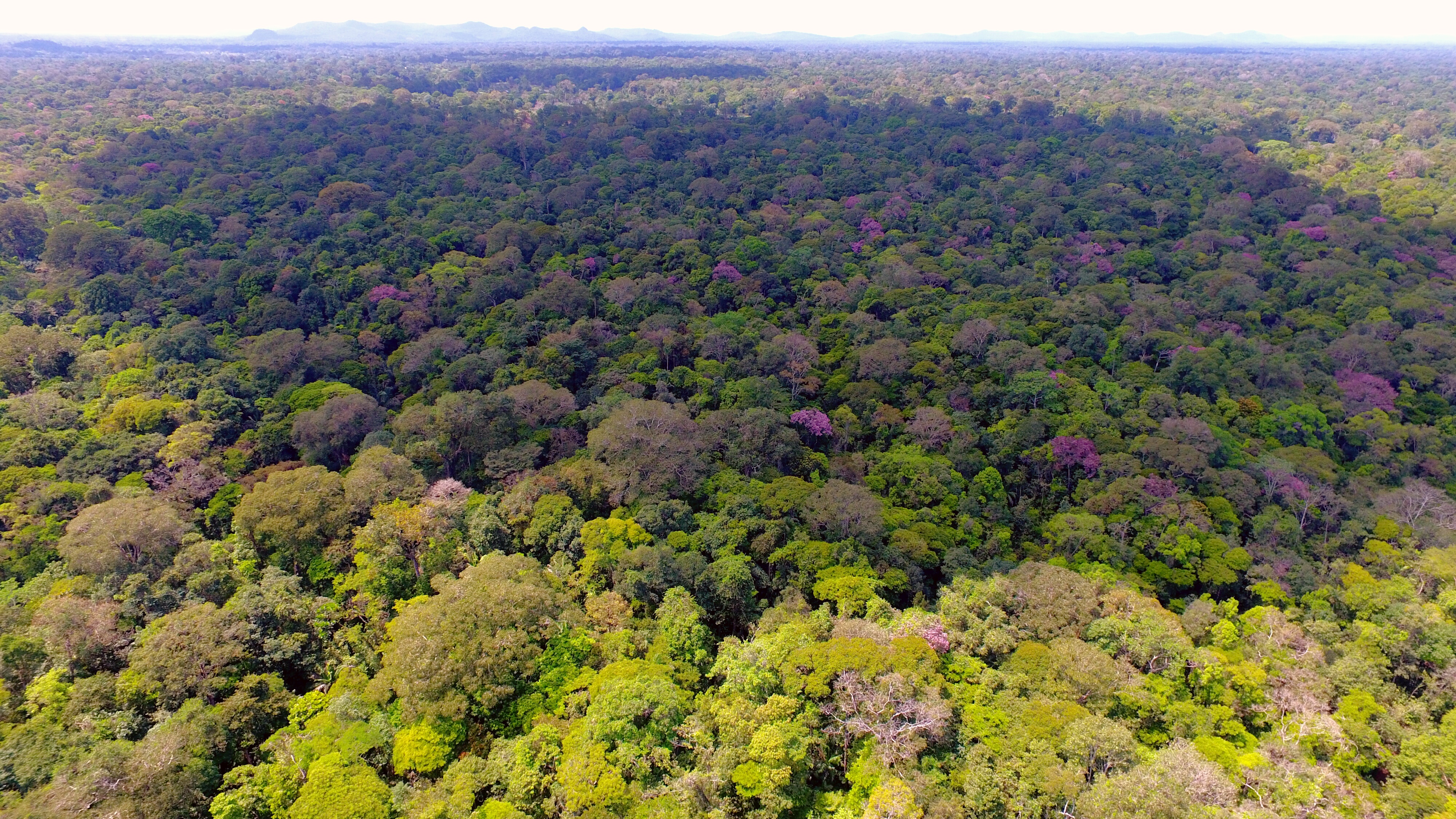 En Sarapiquí se desarrolla la iniciativa llamada Sarapiquí Resiliente, que busca que sectores como el de transporte, el agrícola y el turístico reconozcan los beneficios que les brinda el ecosistema y aprendan a cuidarlo. Foto: Bernal Herrera para LN.