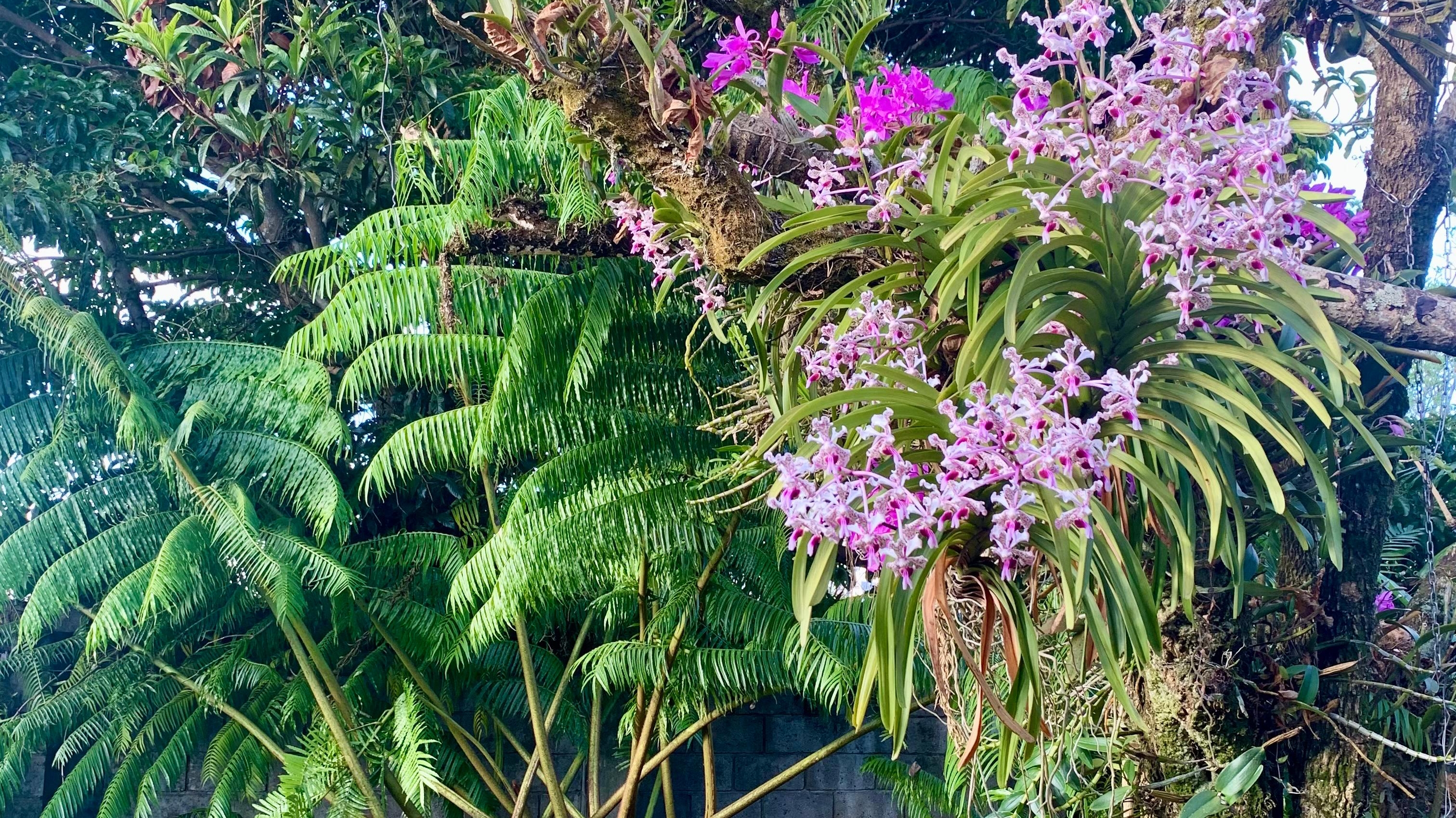 Orquídeas, cuidado de orquídeas, patio trasero de casa con banca