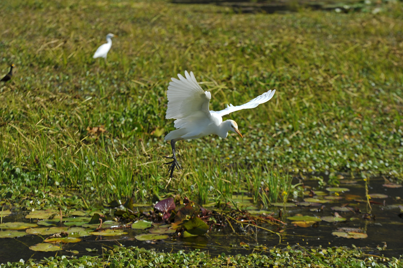 En la foto, una garza del ganado o garza vaquera ( Bubulcus ibis ) en el sector conocido como Palo Verde. | MAYELA LÓPEZ