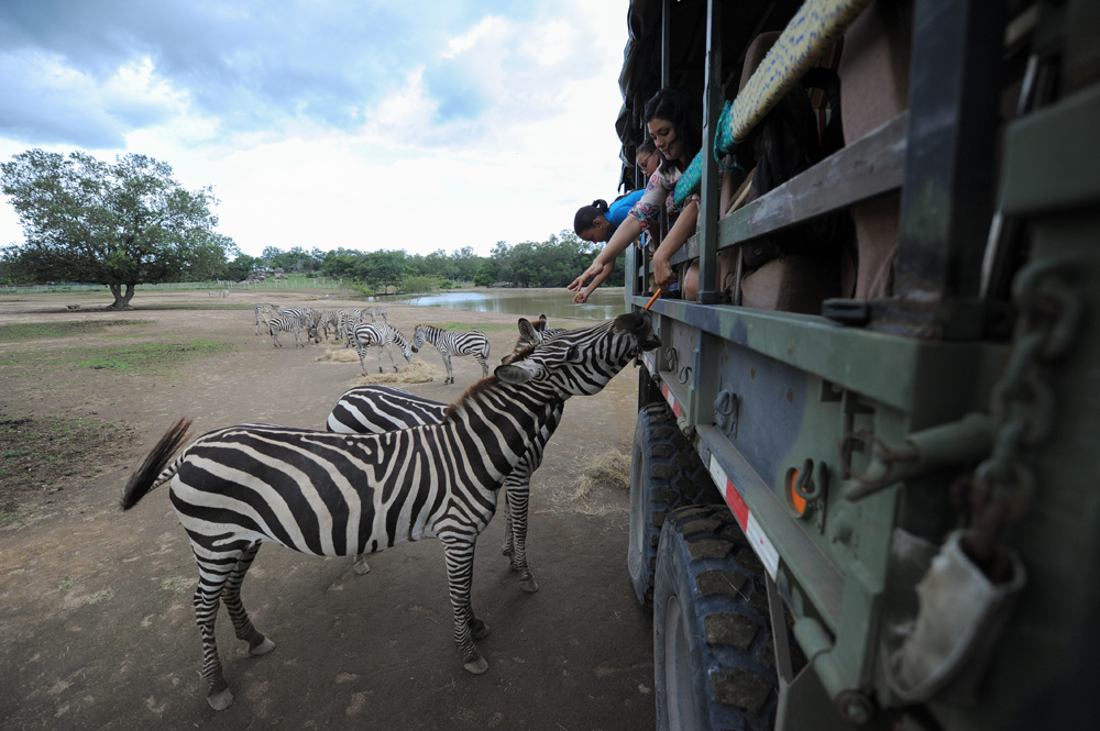 Ponderosa Adventure Park cuenta con 12 especies de animales. Las novedades son los cocodrilos y los tigres de bengala, cuyos recintos se podrán visitar a partir del próximo año. Jeffrey Zamora