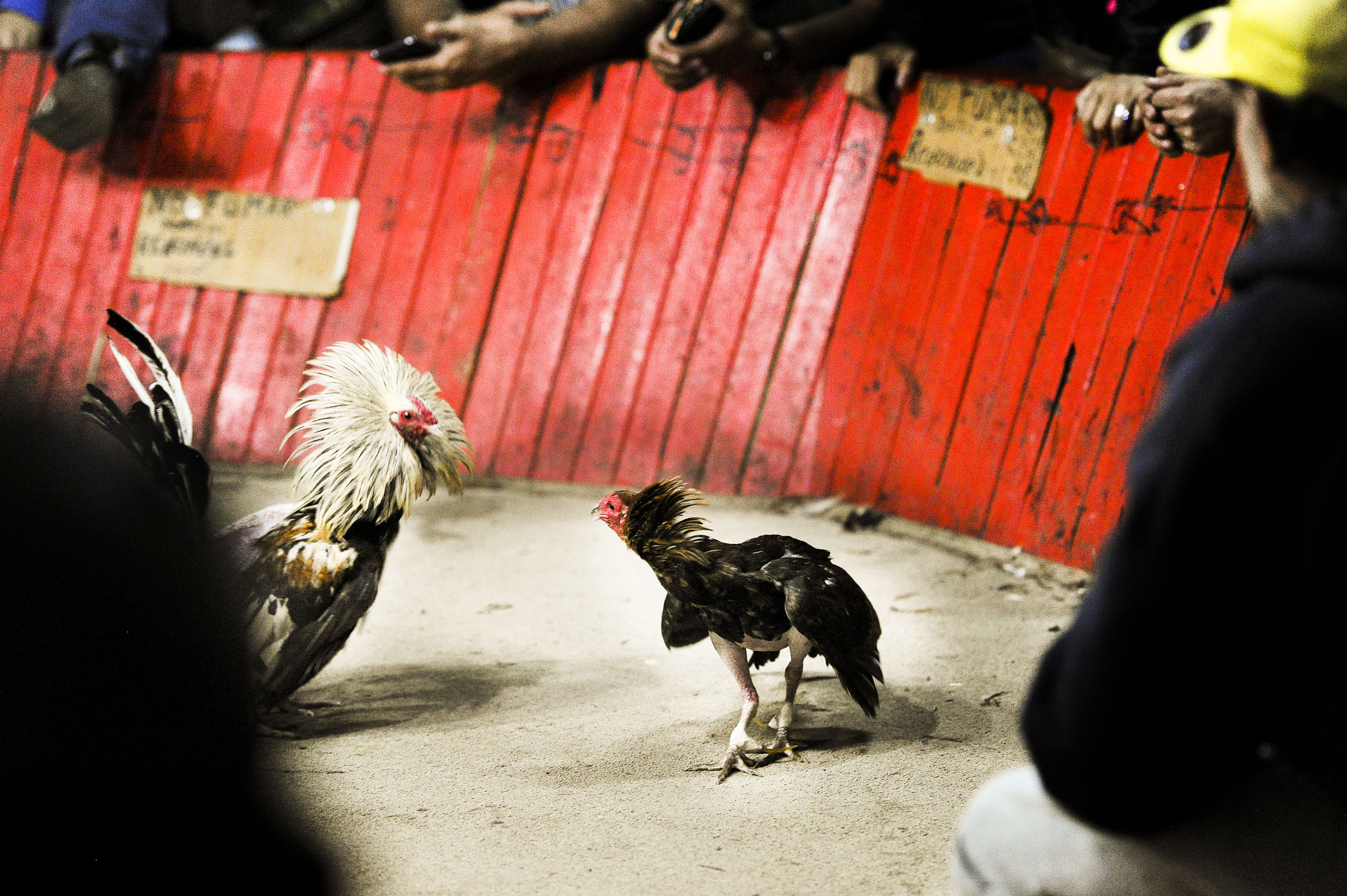 Esta semana en 'Revista Dominical': Gallos de pelea | La Nación