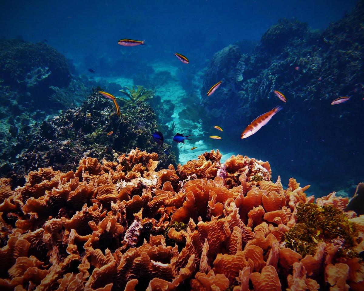 Un arrecife de coral y varios peces nadando a su alrededor.