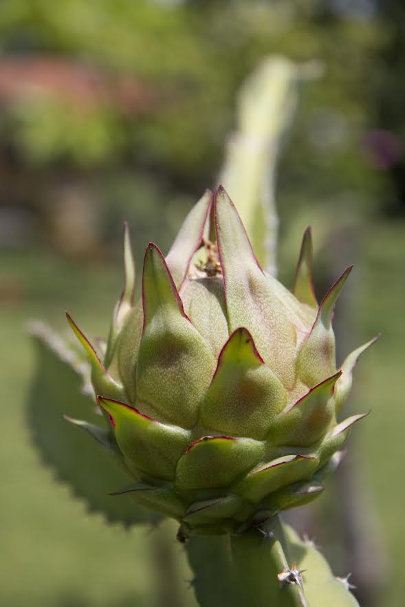 La pitahaya se puede exportar como jugo o pulpa concentrada a diferentes mercados, según el análisis de la Promotora del Comercio Exterior (Procomer).