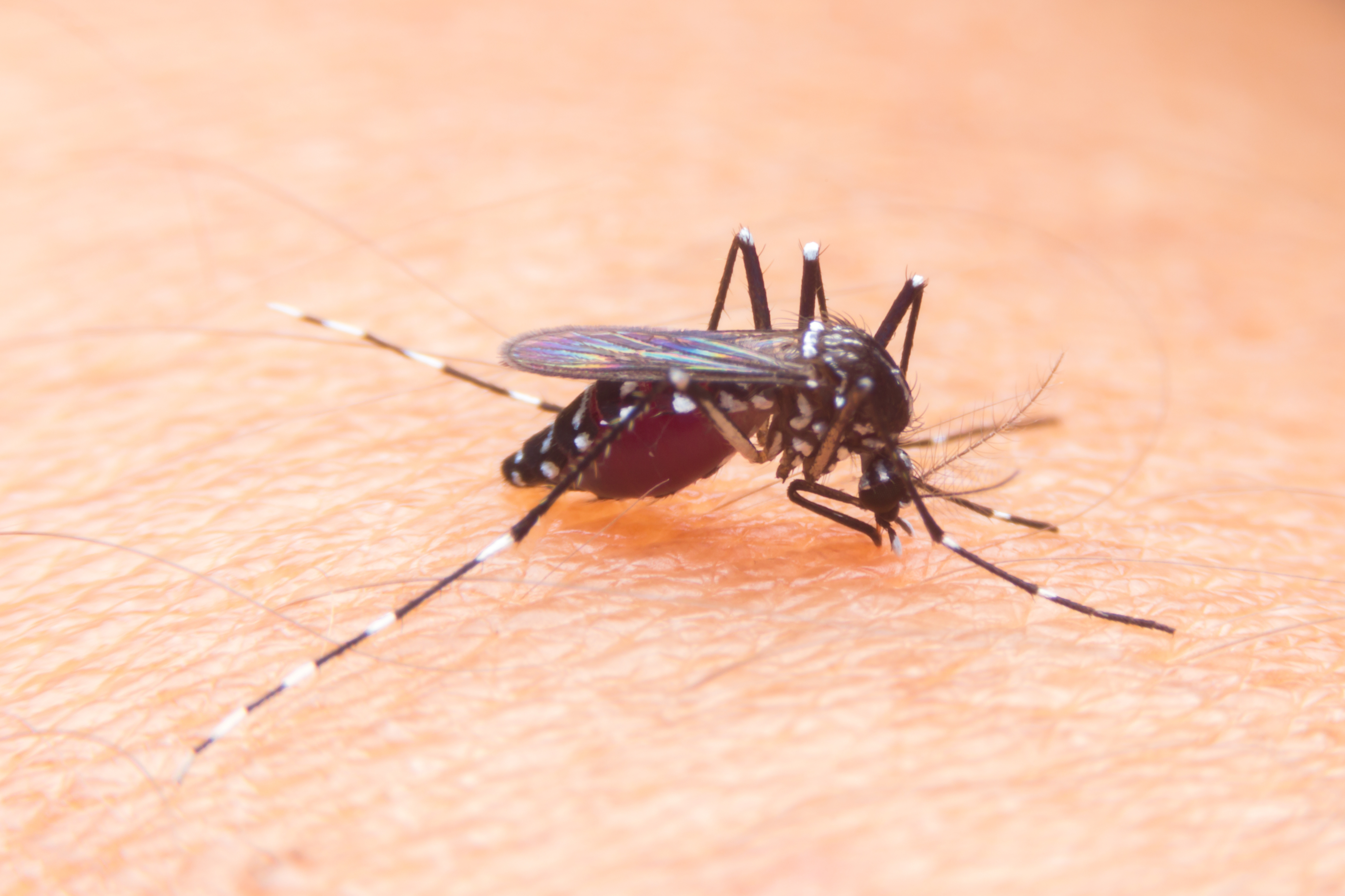 Aedes aegypti dengue, zika y Chikungunya. Shutterstock