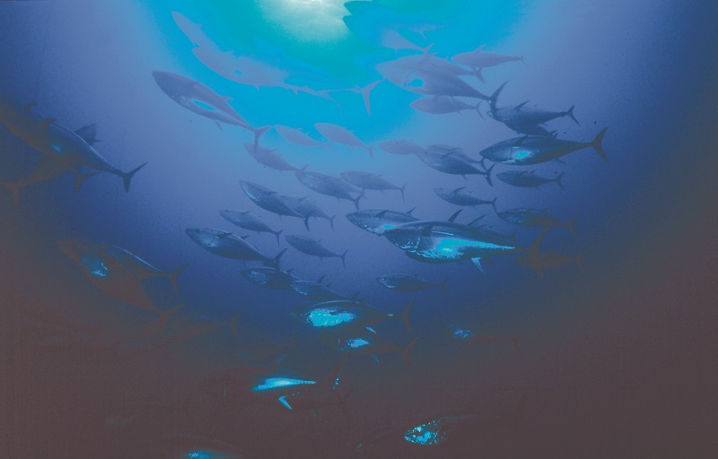La sobreexplotación pesquera amenaza la biodiversidad del mar.