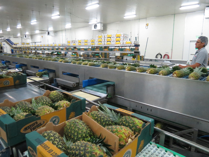 Un 52% de la piña que exporta Costa Rica se coloca en el mercado de la Unión Europea. El año pasado se vendieron $384 millones de esta fruta al bloque de 27 países, con un aumento del 3% respecto a las colocaciones del 2012, según datos de Procomer. | CARLOS HERNÁNDEZ