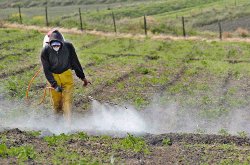 A las 10:00 del 21_02_06. Uso de Agroquímicos en fincas, Tierra Blanca y alrrededores. En la foto. Wilbert Guillén, fumigando, zanahoria y cebolla, en la finca El Pisco, entre Fatima y San Juan de Chicua.