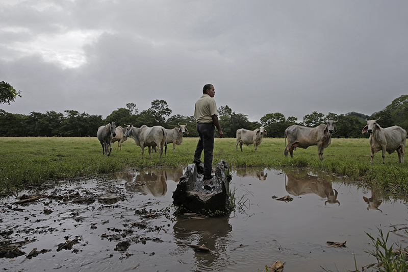 9 de octubre del 2014. Belén, Sardinal y Nicoya, Guanacaste. Situacion del agro y de la ganadería bajo la influencia de un largo período de sequía. En la localidad de Belén vive don Elbert Méndez Angulo (50) quien es dueño de 20 reces las cuales abastece de agua por medio de una asada del pueblo de Villa Bonita de Belén que le permitió el uso del liquido. En la acutalidad cuenta con un pozo artesanal de 13 metros de profundidad que está seco y asegura que tendrá que vender algunos animales para enfrentar el verano que se avecina. Dedicó una hectárea de terreno para producir pasto para henificar (heno) pero considera que esto no le va a alcanzar durante el venano.En la foto:don Elbert observa su ganado desde un bebedero. Los pastos no han crecido suficiente y no podrán alimentar al ganado durante el verano. Albert Marín.