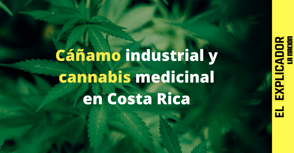 El Explicador | Todo sobre el proyecto del ley del cáñamo industrial y el cannabis medicinal en Costa Rica