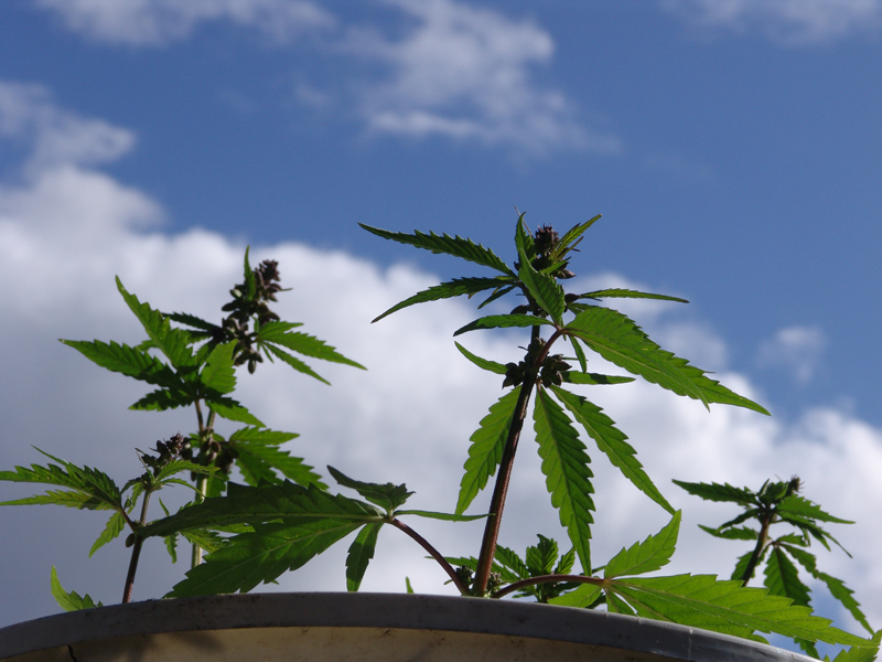 La variedad de cannabis en estudio es la que contiene mayor cantidad del constituyente psicoactivo tetrahidrocannabinol (THC). Este produce enrojecimiento de ojos, sequedad en la boca y somnolencia. | ARCHIVO
