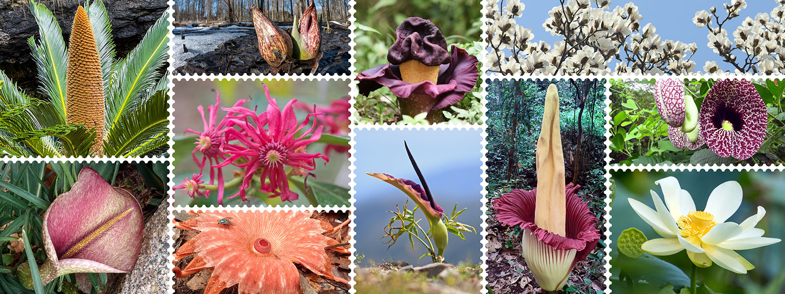 Una composición de fotografías de las diferentes plantas con estrategias poco comunes para atraer polinizadores.