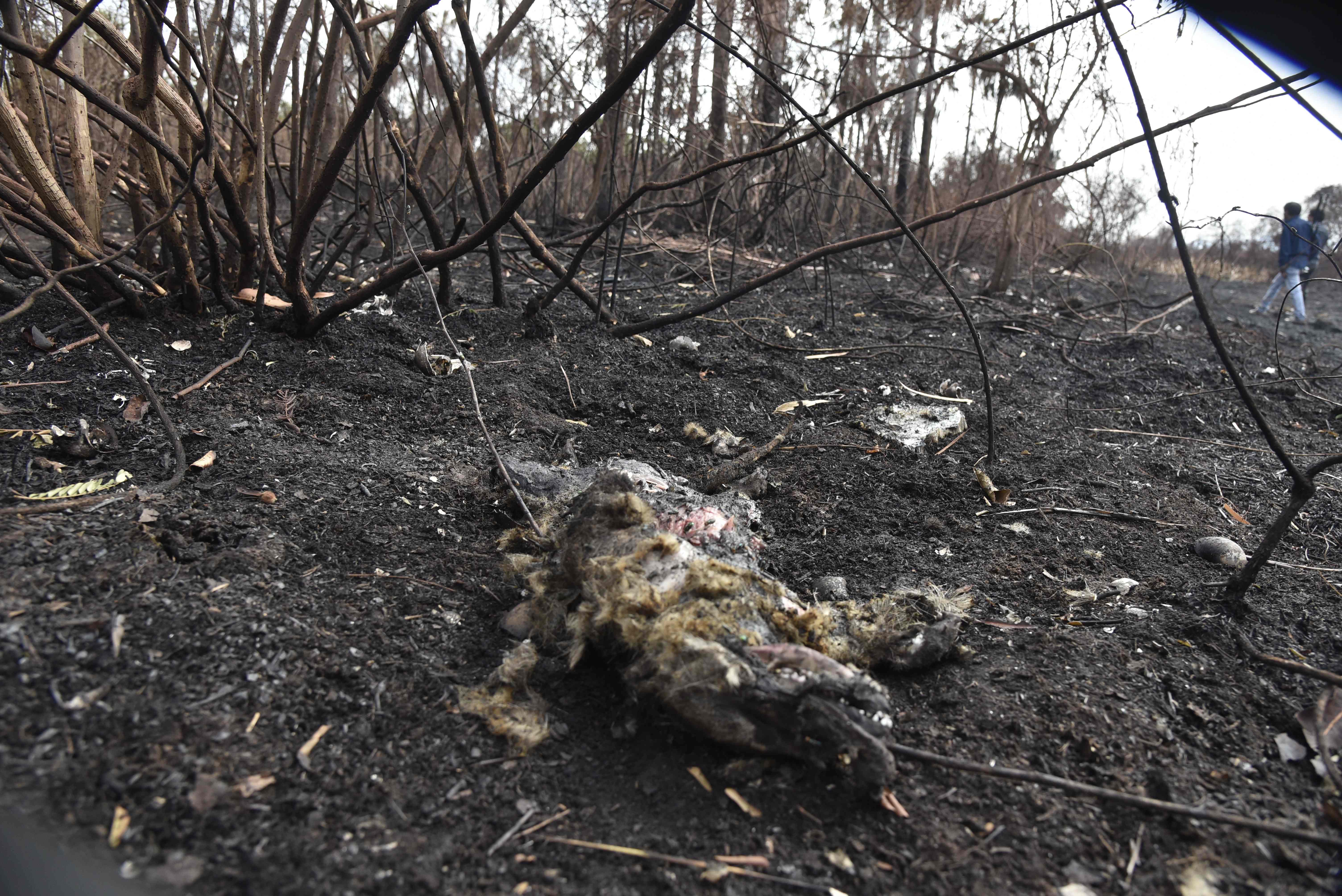 Remains of a fox lay on the ground at an area afected by forest fires in Otuquis National Park, in the Pantanal ecoregion of southeastern Bolivia, on August 27, 2019. - Like his far right rival President Jair Bolsonaro in neigboring Brazil, Bolivia's leftist leader Evo Morales is facing mounting fury from environmental groups over voracious wildfires in his own country. While the Amazon blazes have attracted worldwide attention, the blazes in Bolivia have raged largely unchecked over the past month, devastating more than 9,500 square kilometers (3,600 square miles) of forest and grassland. (Photo by Aizar RALDES / AFP)
