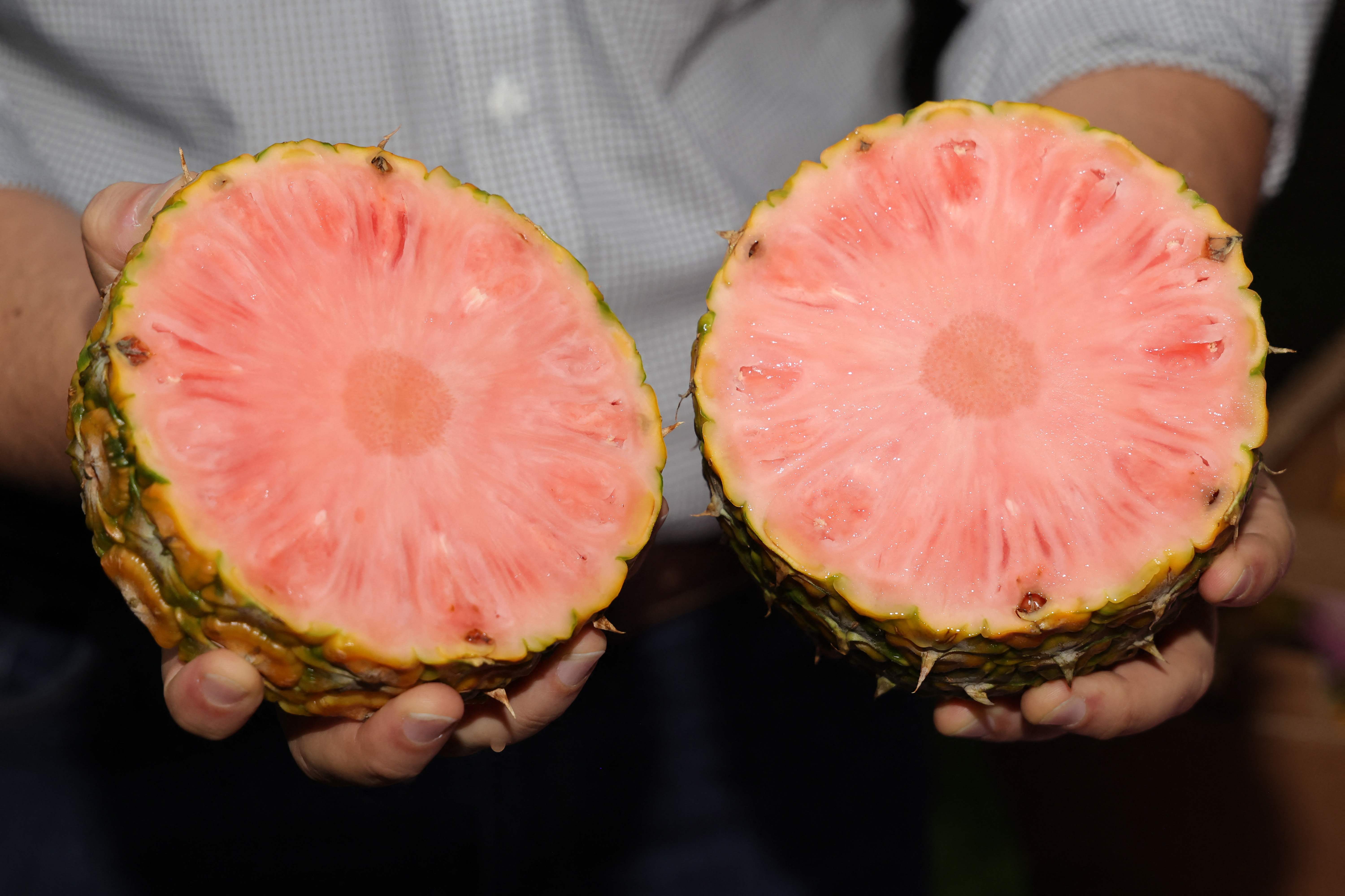 La piña rosada, un manjar exclusivo de Costa Rica para el mundo | La Nación