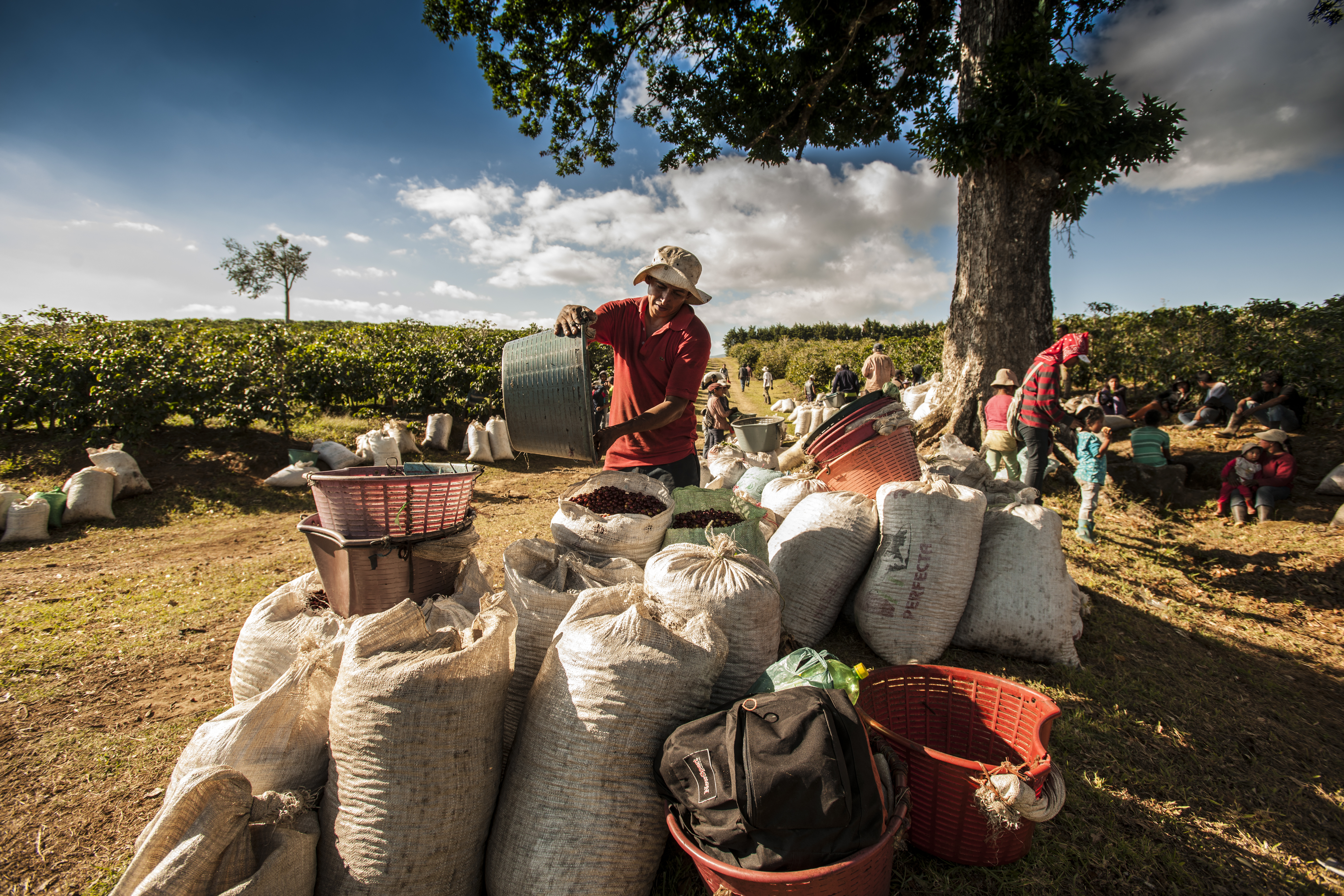 Exportadores de café, piña y carne de res creen que la prohibición de la Unión Europea afectará positivamente a los productos costarricenses, debido a que ya son reconocidos por incorporar estándares sostenibles en sus procesos de producción