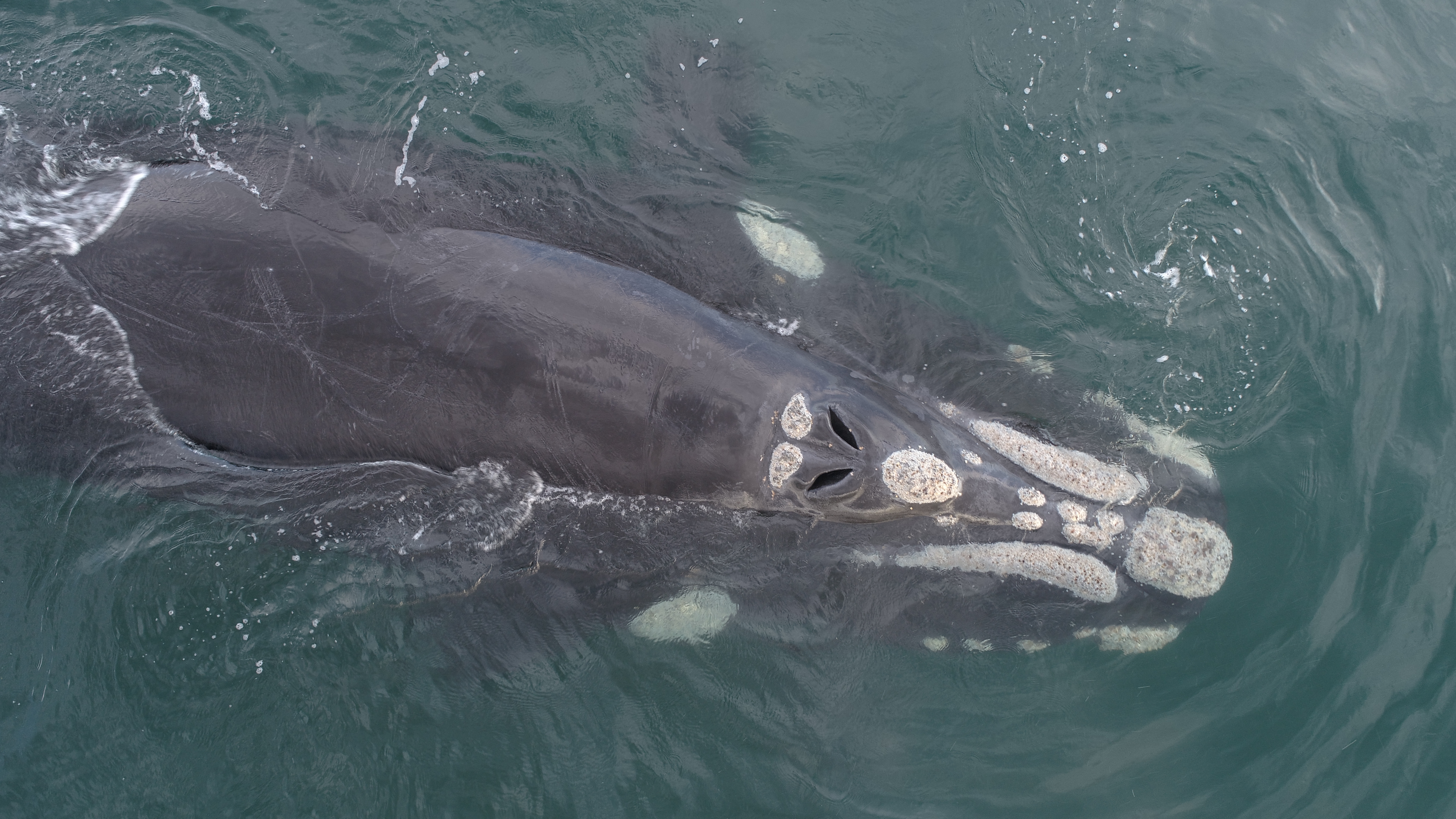 Ballenas, pingüinos y barcos de gas: El proyecto millonario que amenaza el ‘caldo de cultivo’ biológico de la Patagonia