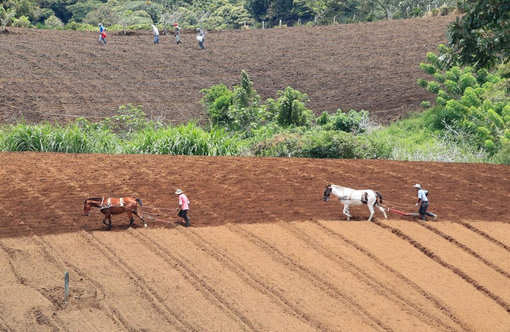 Cantones al sureste de Cartago tienen influencia del Caribe. El 12 de setiembre a las 11:20 a. m. agricultores de Pacayas de Alvarado, preparaban los surcos para la siembra con la incertidumbre sobre lo que vendrá. Foto: Rafael Pacheco.