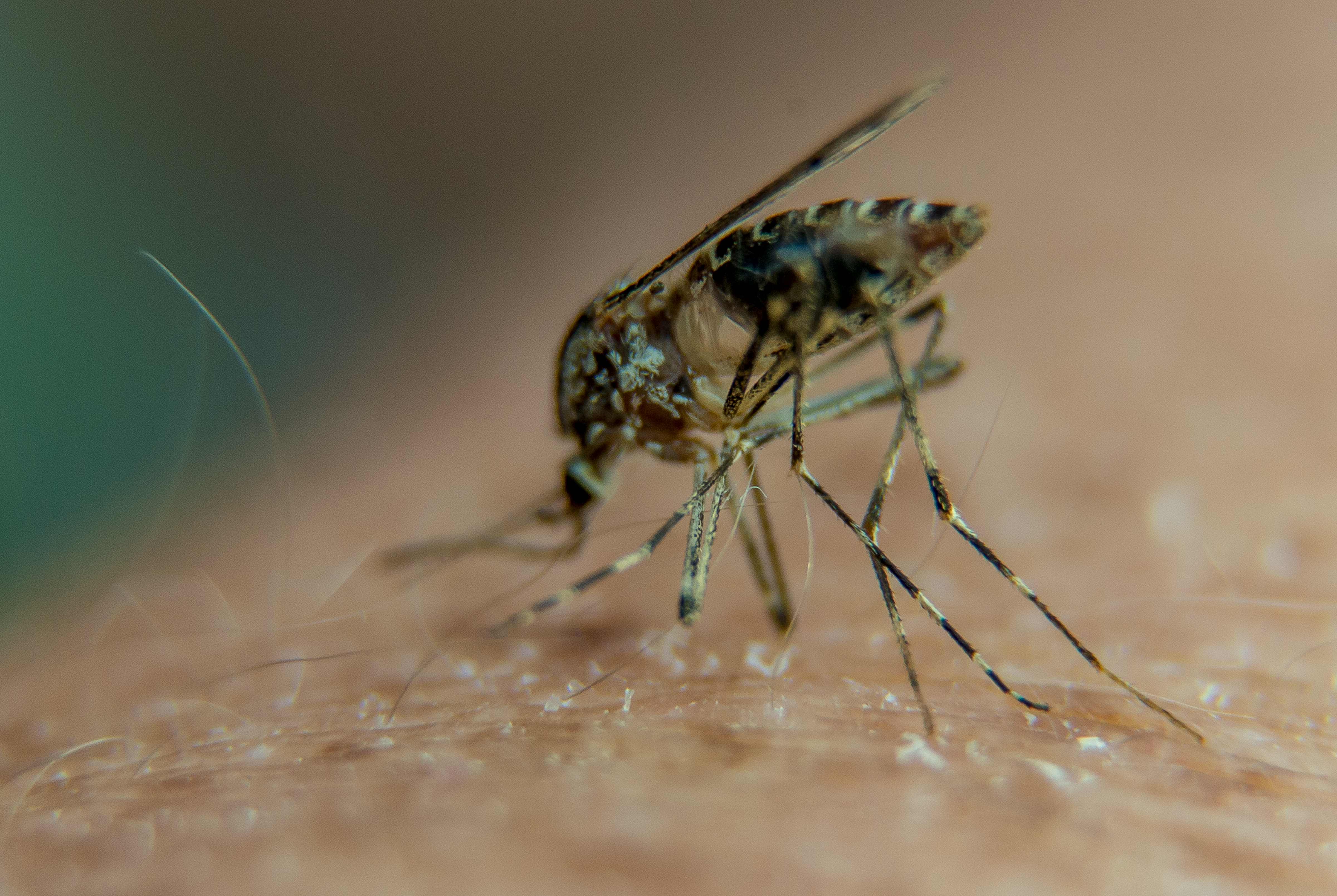 Este pequeño insecto era el culpable de que en Limón no hubiesen más carnavales últimamente. Foto: AFP PHOTO / PHILIPPE HUGUEN