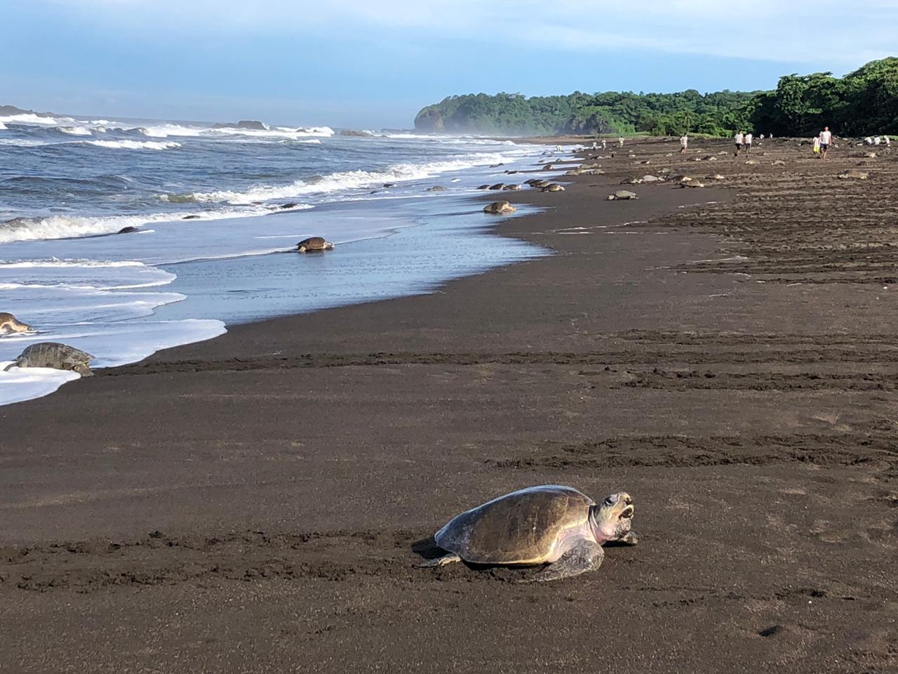 Imagen de tortugas lora este domingo a su llegada a playa Ostional en el Refugio de Vida Silvestres del mismo nombre/ Fotografía: Yeimy Cedeño Solís para LN