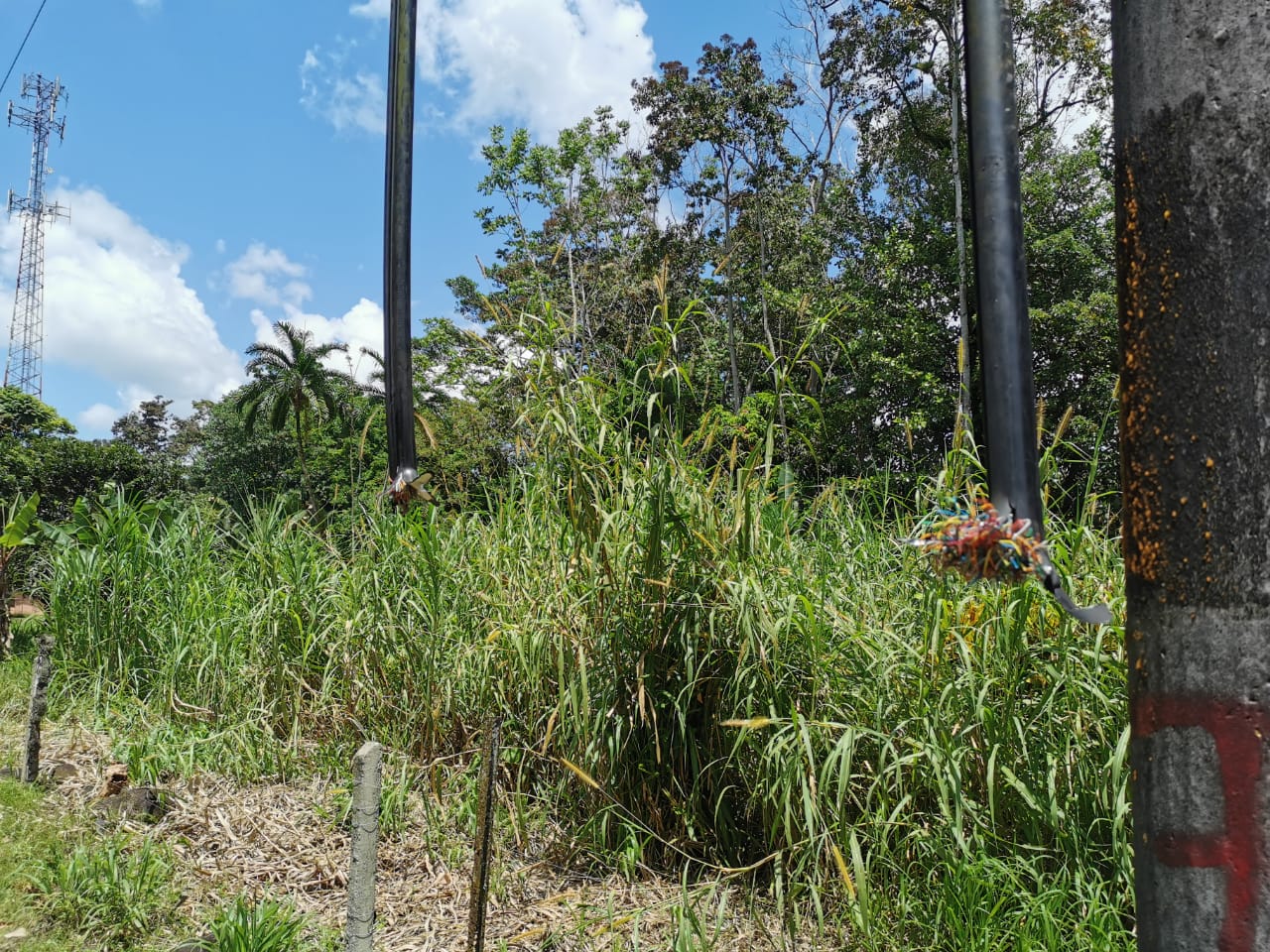 Imagen del punto donde delincuentes cortaron el suministro de telefonía e Internet de la comunidad de Anita Grande de Jiménez de Pococí (Limón). El robo de unos 1.000 metros de cable en ese punto afecta a la comunidad hace un mes. / FotografÍa: Reiner Montero para LN.