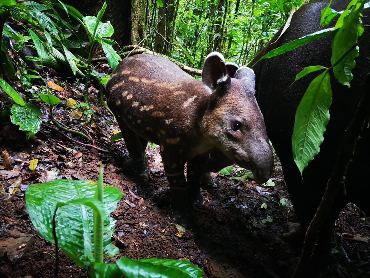 Imagen de una danta con tres días de nacida vista julio del 2019 en el Corredor Biológico Tenorio Miravalles en la cordillera de Guanacaste. Este animal ya de ocho meses de edad fue visto esta semana en la misma área esta semana, confirmó Vilmar Villalobos Villegas, administrador del Parque Nacional Volcán Miravalles José Manuel Dengo. Fotografía: Adonis Quirós.