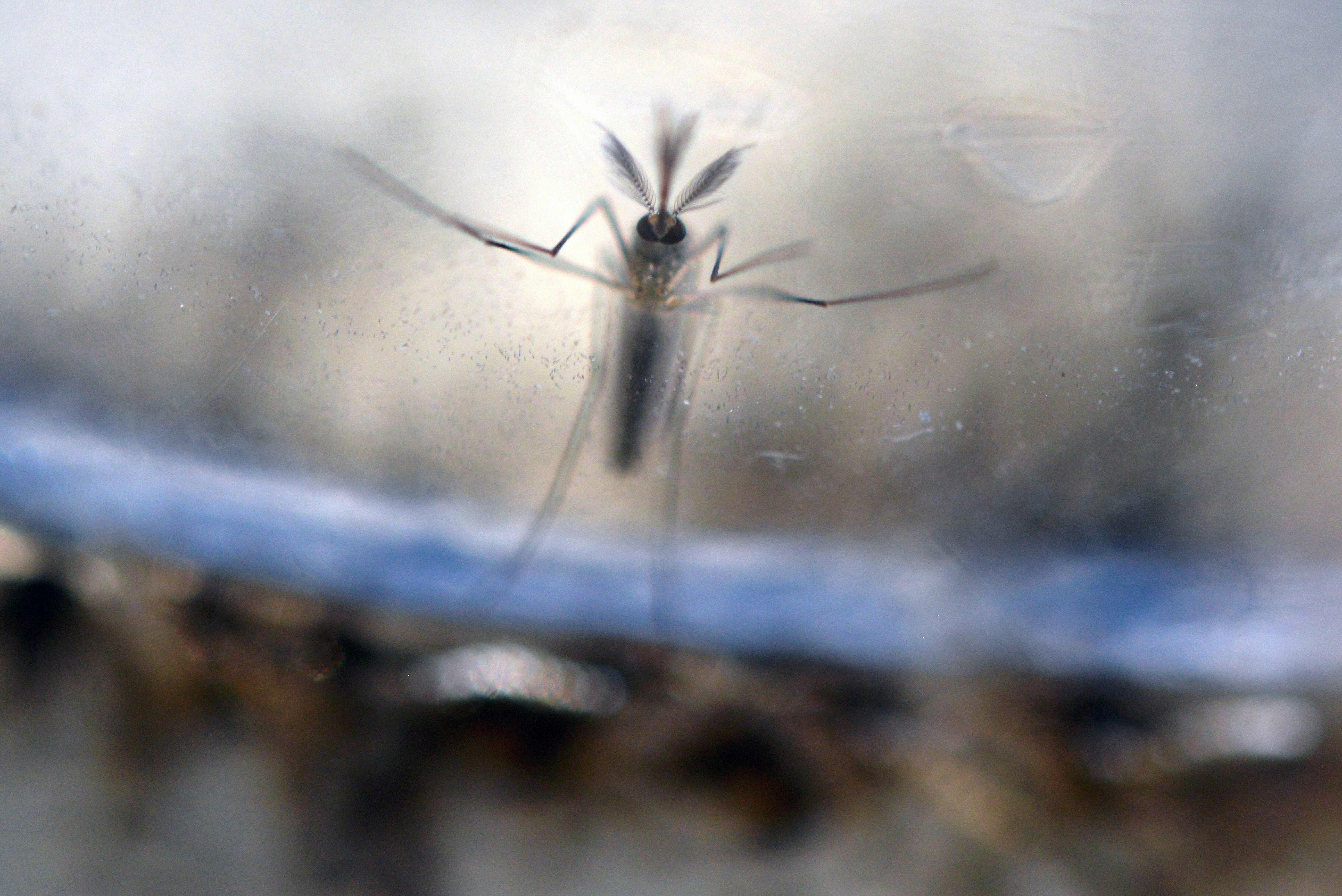 Zika