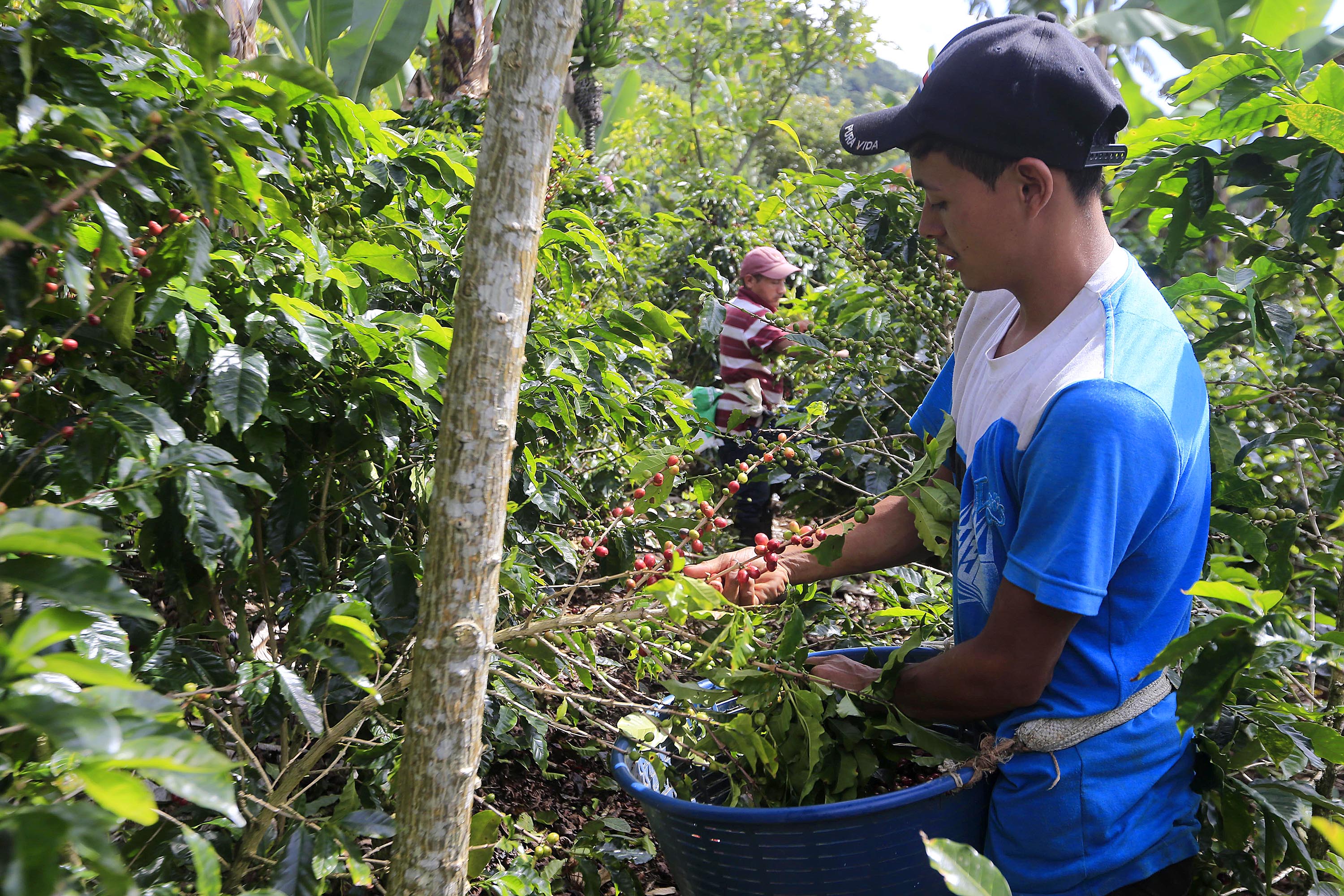 Un día cogiendo café: las historias que esconde el cafetal | La Nación