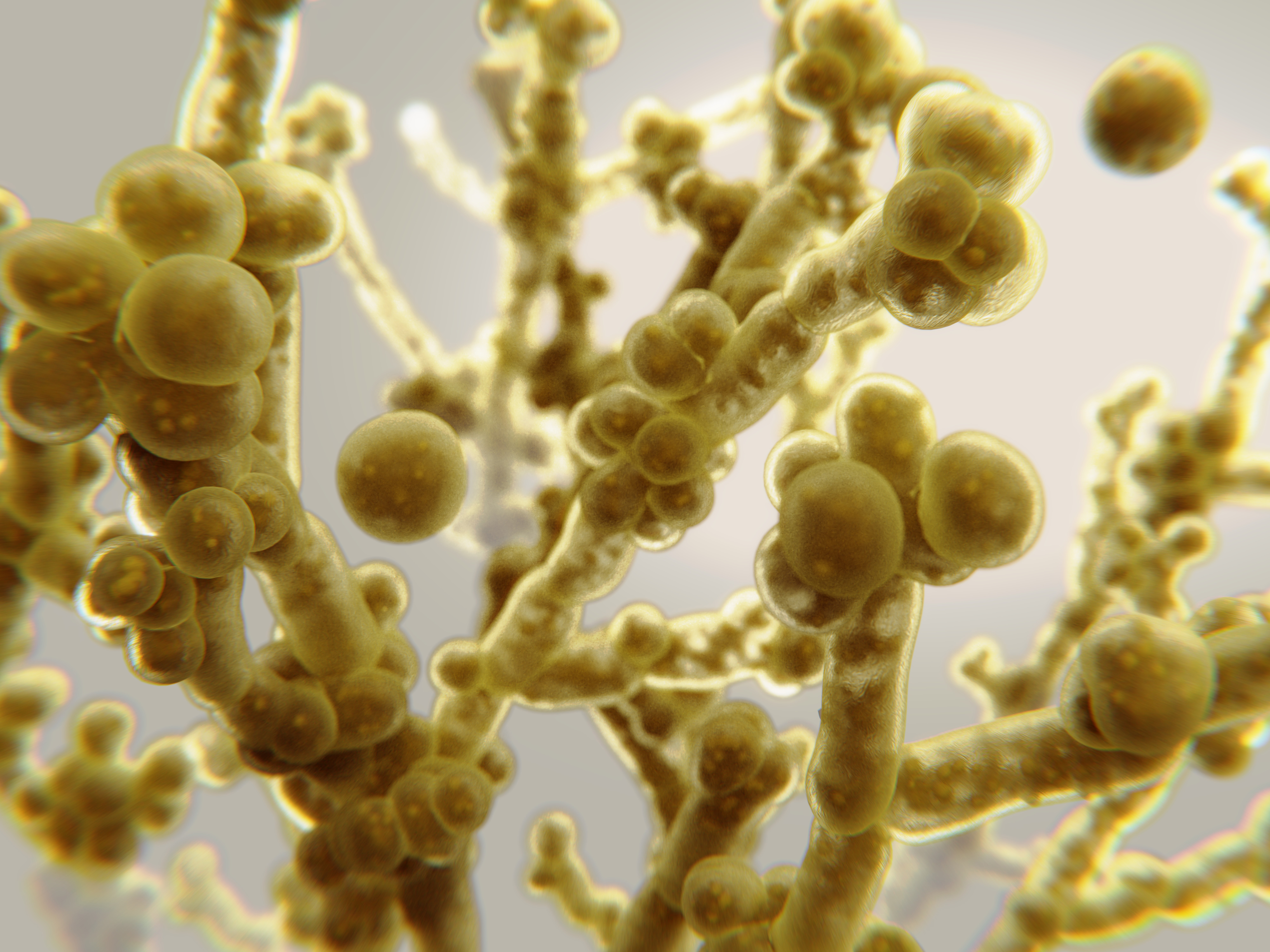 3D illustration of fungi Candida, the causative agent of candidiasis, thrush, systemic invasive infections. Pathogenic fungus or yeast - Ilustración hongo Candida auris