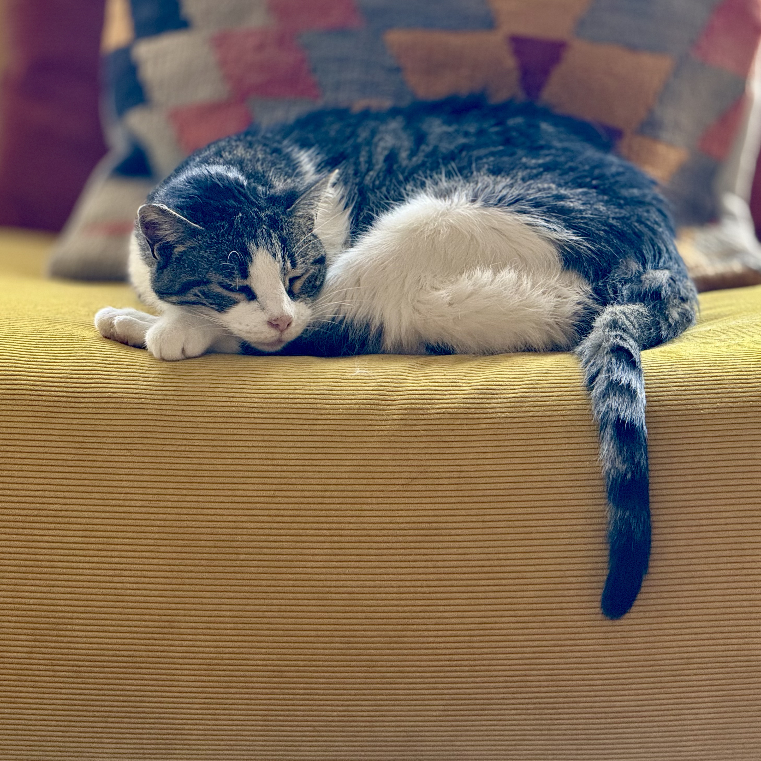 Foto hecha por el cineasta Jurgen Ureña del gato de su casa. Solo para uso en sección de Opinión.