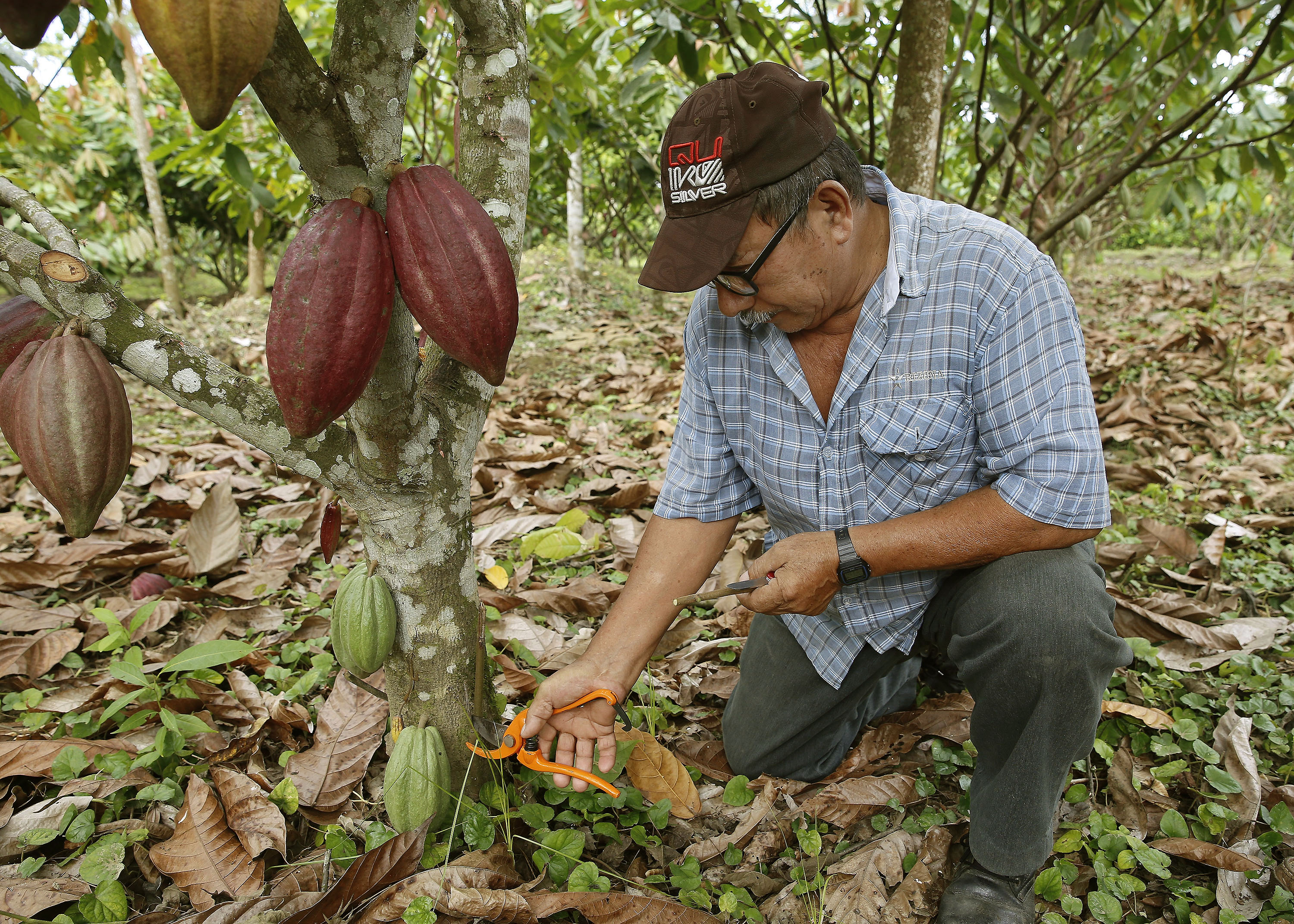 10/01/2019. Matina de Limón y San Isidro de Heredia. Visita a dos plantaciones de cacao en Matina de Limón. Fotografías del proceso del cacao para convertirse en chocolate. En la foto: Finca del señor Marcial Menocal Meléndez (68) quién tiene unas 2.000 plantas de cacao en una extensión de tres hectáreas. Foto: Albert Marín.