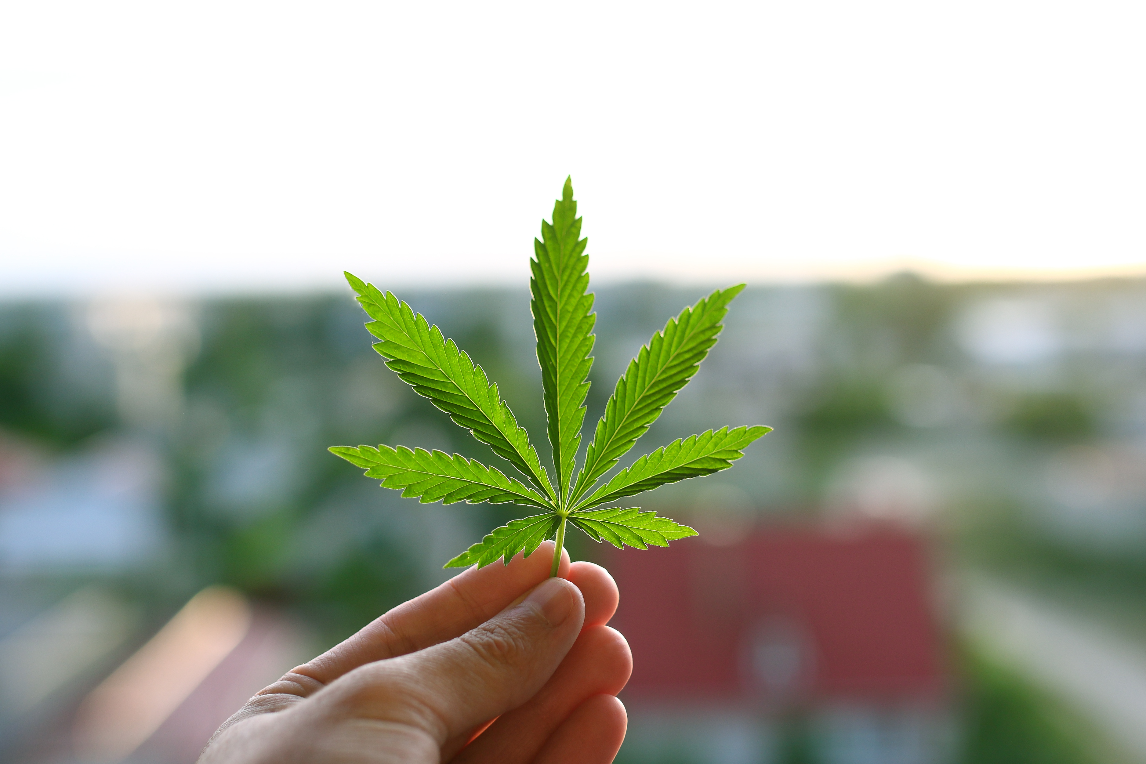 Detalle de una hoja de Cannabis, de stock