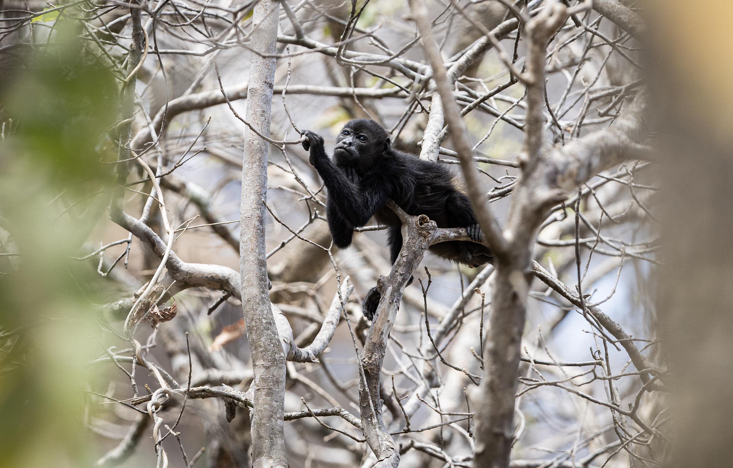 Lo que no se ve en los incendios forestales: así es cómo animales silvestres mueren atrapados por el fuego