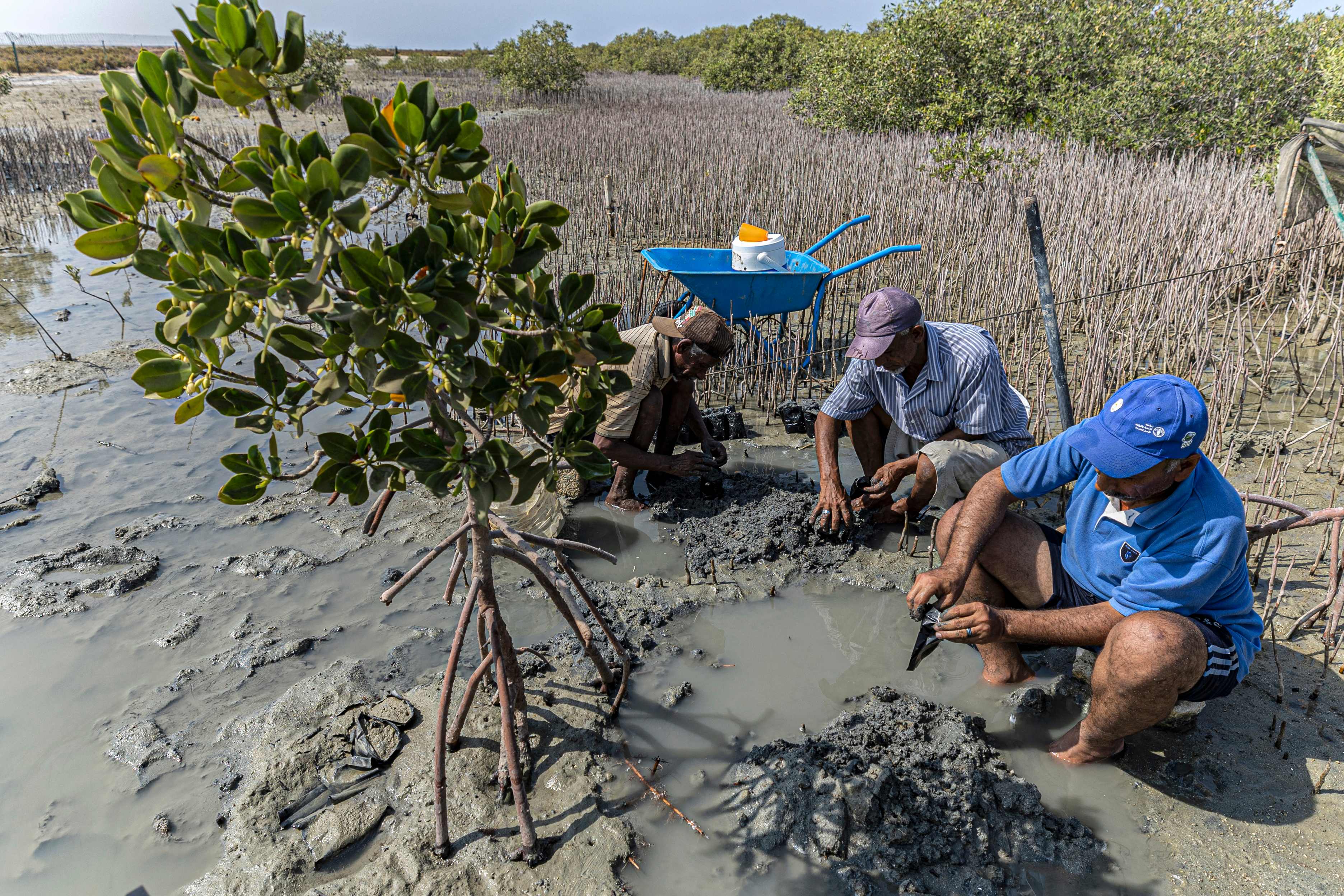 Workers replant mangrove trees at the site of a state-sponsored mangrove reforestation project in the Hamata area south of Marsa Alam along Egypt's southern Red Sea coast on September 16, 2022. - On Egypt's Red Sea coast, fish swim among thousands of newly-planted mangroves, part of a programme to boost biodiversity, protect coastlines and fight climate change and its impacts. After decades of destruction that saw the mangroves cleared, all that remained were fragmented patches totalling some 500 hectares (1,200 acres), the size of only a few hundred football pitches. (Photo by Khaled DESOUKI / AFP)