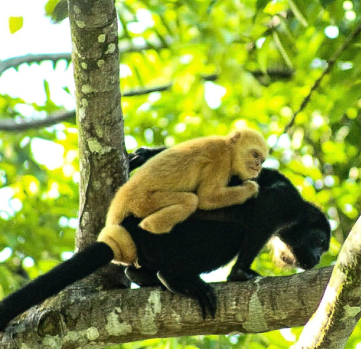 Congos con pigmentación anómala en Costa Rica
