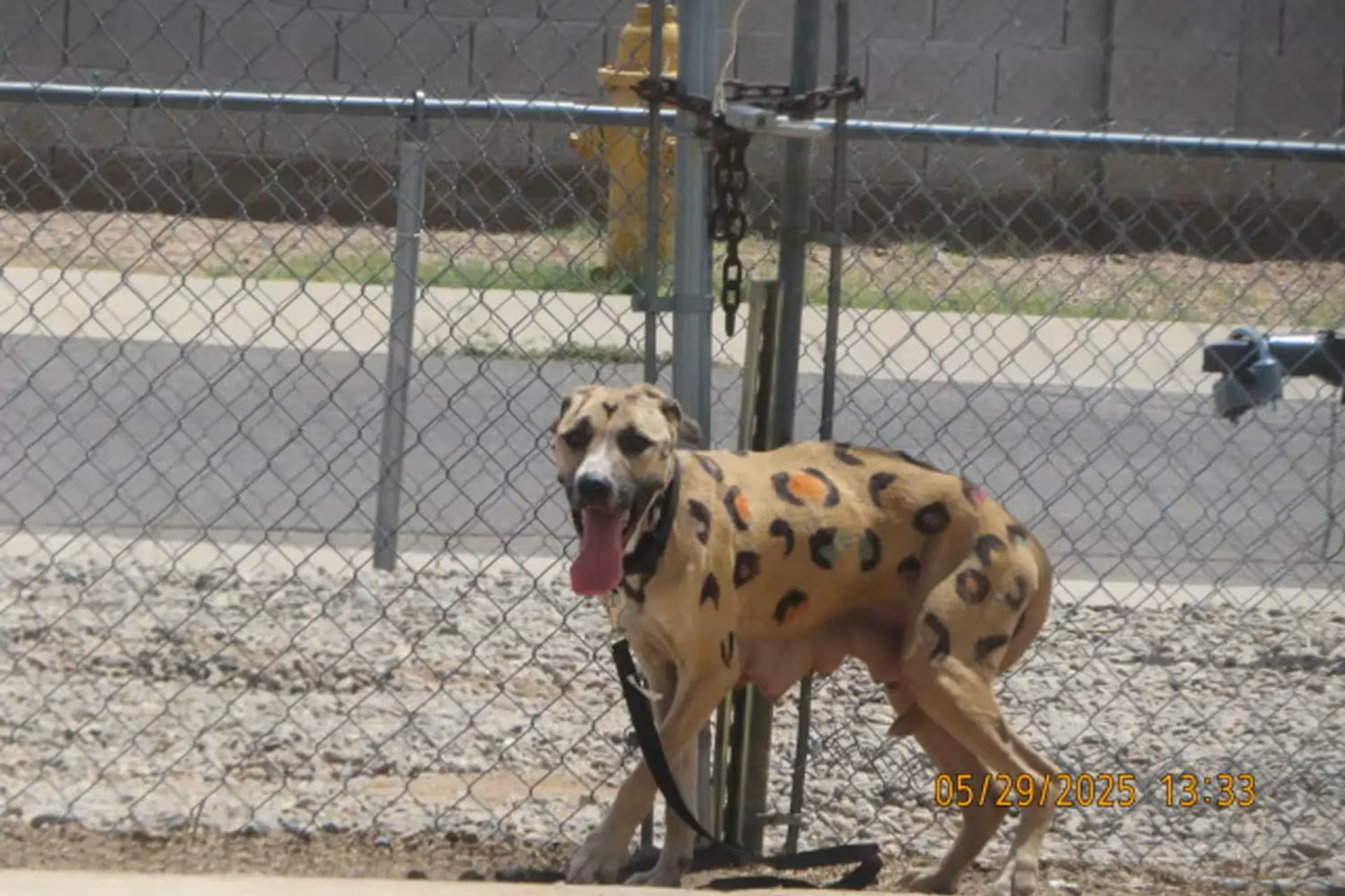 Fue hallada atada bajo el sol, con manchas pintadas y sin agua. Su historia conmovió a miles y ahora espera un hogar con sus crías.