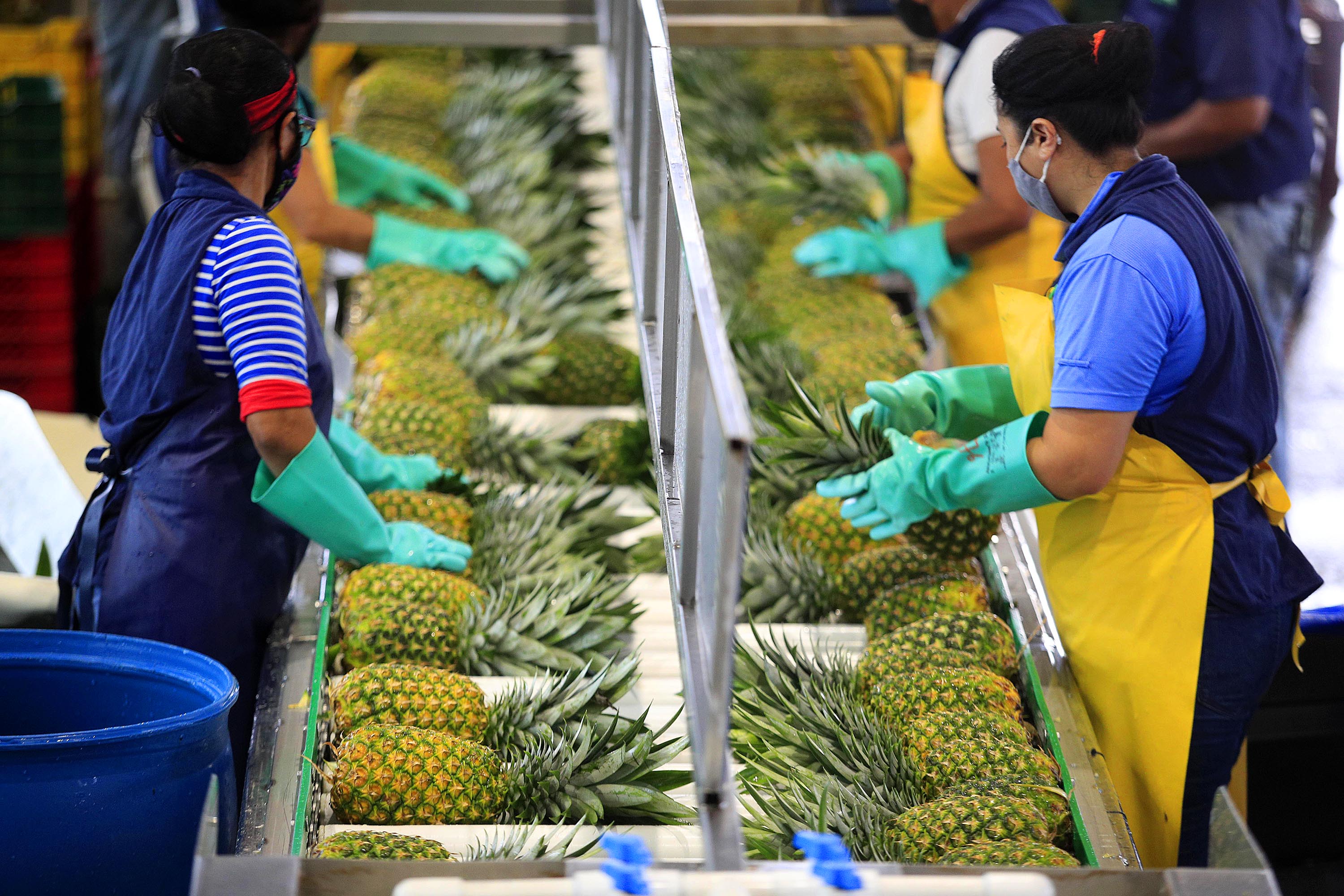 Siembra de piña en Costa Rica se reduciría en 2023 por mayores costos ...