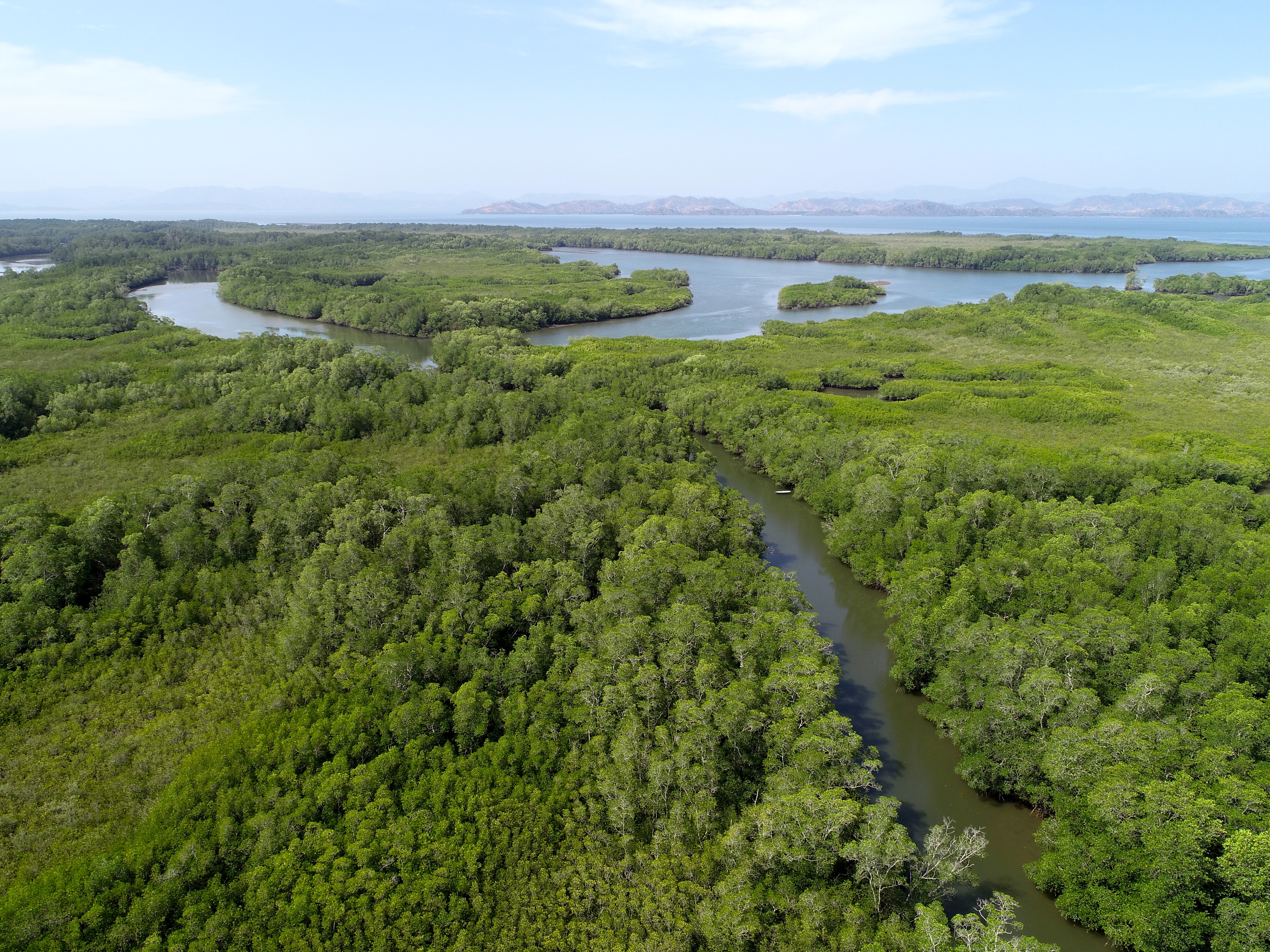 Detalle de los manglares localizados en San Buenaventura de Colorado de Abangares (Guanacaste). Fotografía: Lenin Corrales Chaves para LN.