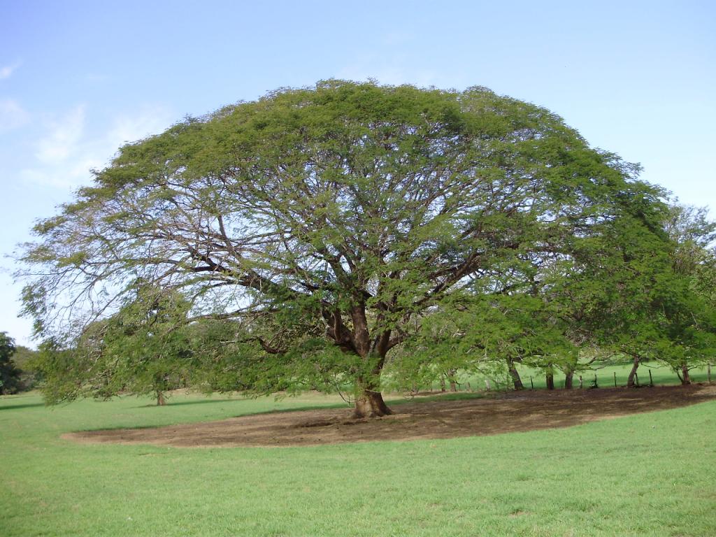 Esta imagen es de un árbol Guanacaste.