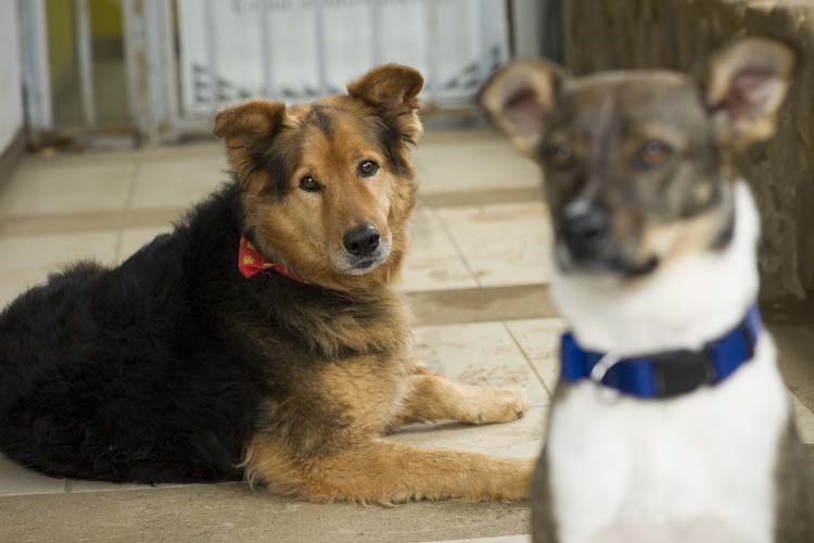 Los diputados llegaron a un consenso para aprobar el proyecto de reformas a la Ley de Bienestar Animal, que impone penas de cárcel y multas para quienes maltraten, maten o mantengan en malas condiciones a los animales que conviven con el hombre.