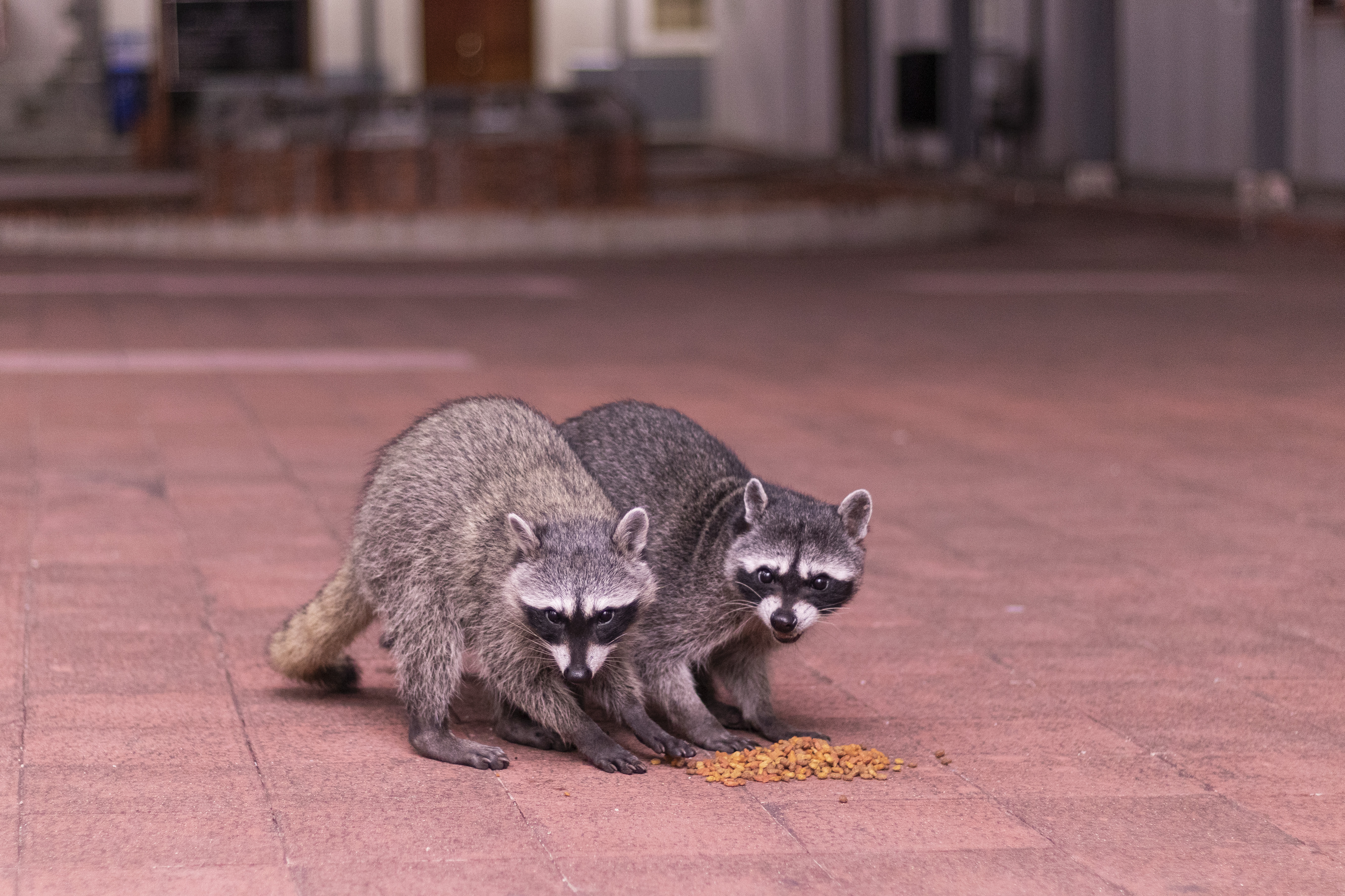 los mapaches pueden dar rabia a los perros