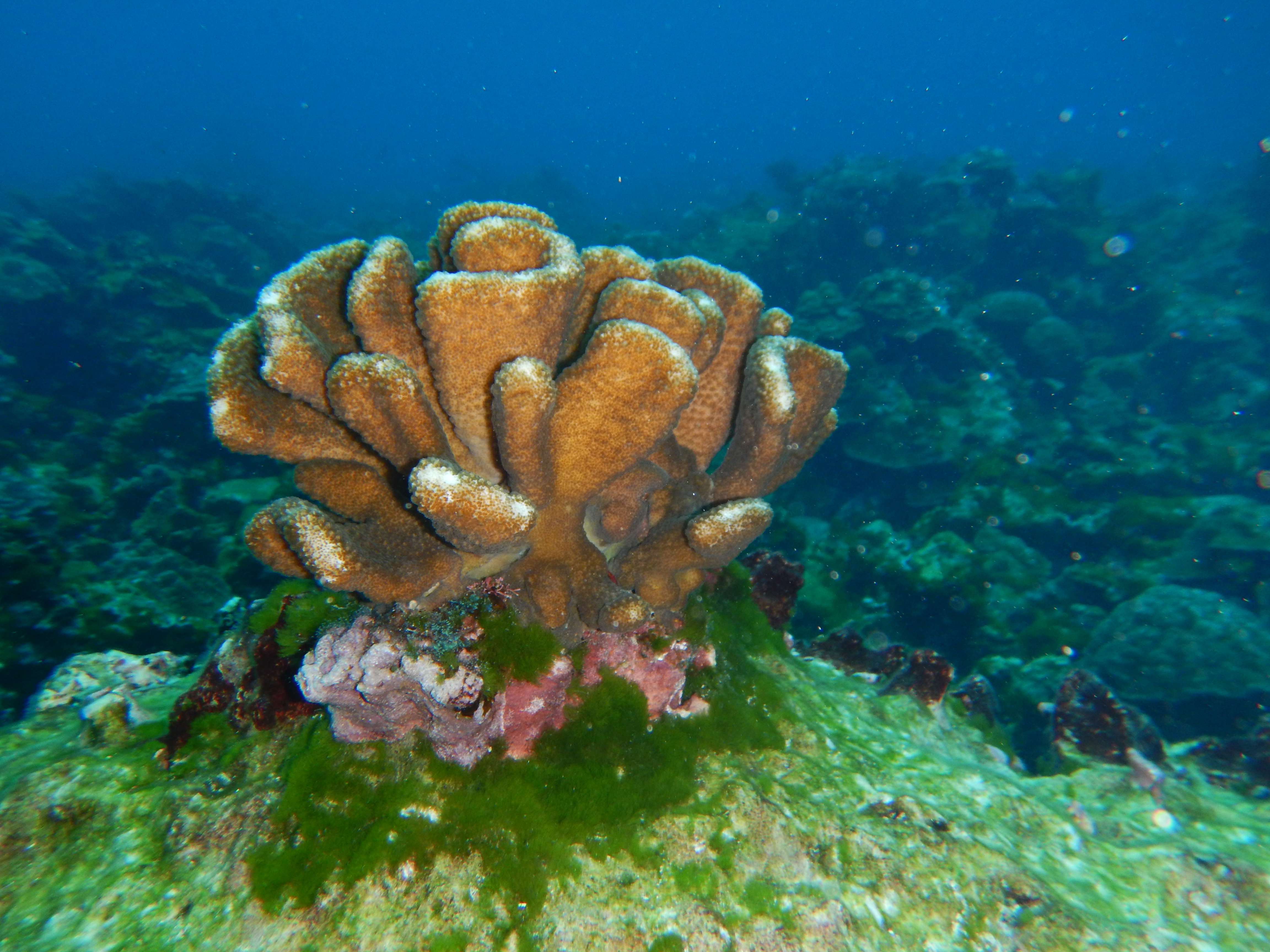 Esta es una especie de Pocillopora, un tipo de coral.
Fotografía: Katherine Ulate / UNA