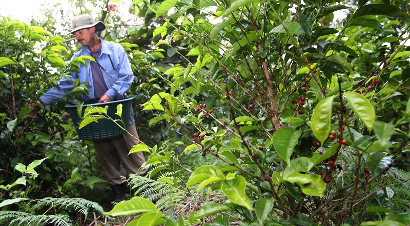 La finca ganadora de la Taza de la Excelencia 2017 está entre los 1.800 y los 2.200 metros sobre el nivel del mar, en los cerros de Copey de Dota. Tiene suelos, clima y aguas privilegiadas, dicen sus propietarios.