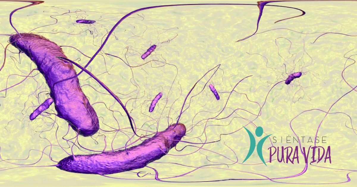 La bacteria Clostridium difficile se caracterizar por provocar problemas digestivos como diarrea, vómito y daño intestinal.
ilustración: Shutterstock