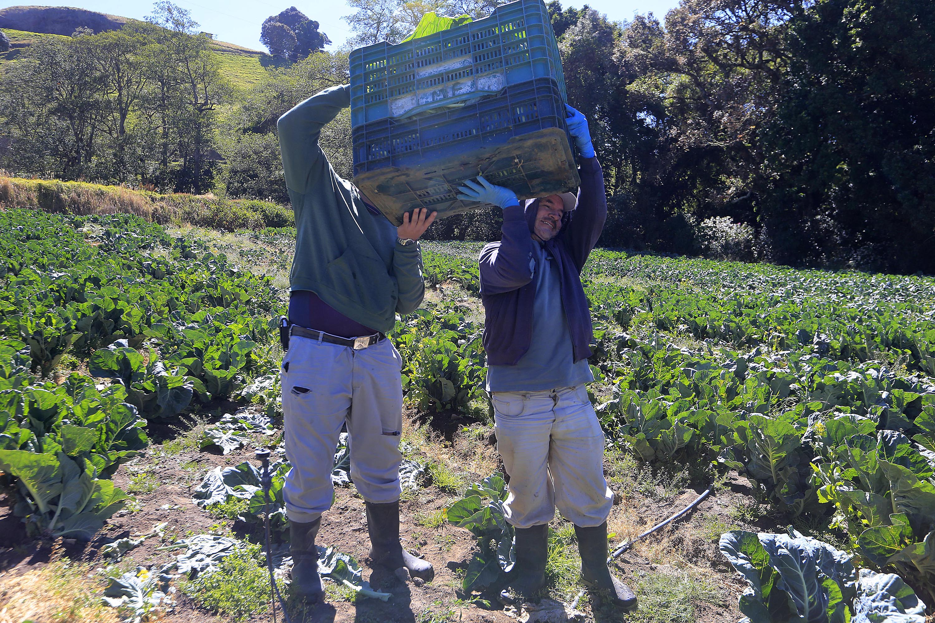 En San Juan de Chicuá, los agricultores de la zona norte de Cartago no solo recogen las cosechas sino que también cuidan los cultivos y preparan el terreno para sembrar de nuevo, pese al coronavirus. Aquí, a las 8:50 a.m. del viernes, Alonso Fernández y Antonio Ramírez recogen coliflor y brócoli. Foto: Rafael Pacheco