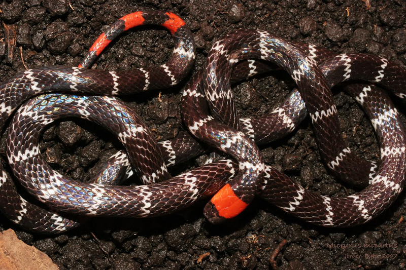 El veneno de la serpiente coral gargantilla ( Micrurus mipartitus) podría tener claves importantes para tratar la epilepsia. | INSTITUTO CLODOMIRO PICADO