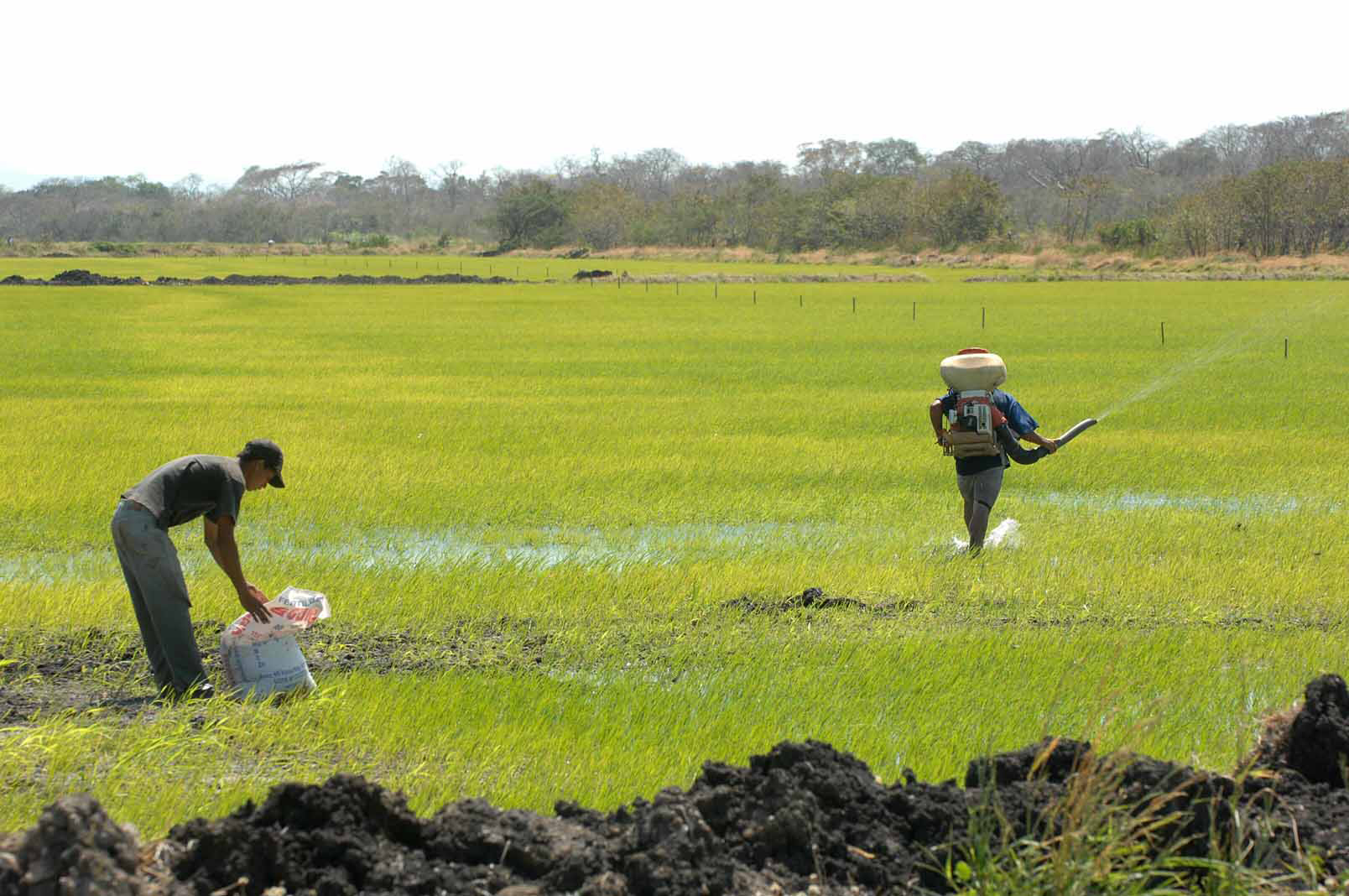 13 de febrero del 2007, Guanacaste, Canas parcela de arroz en la soga de abangares/caravaca