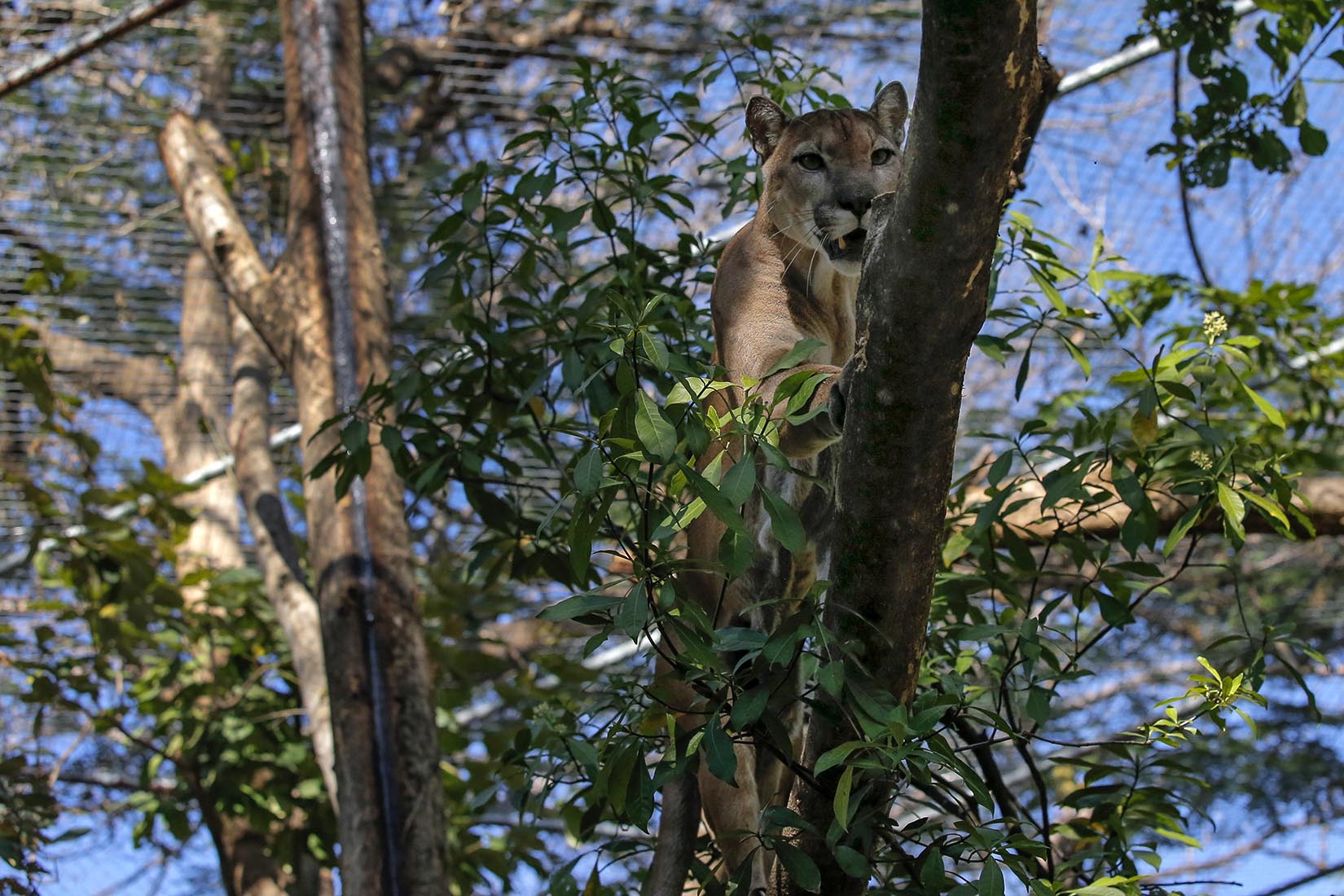 Su antiguo recinto tenía 20 años y estaba deteriorado. Gracias a las donaciones de la gente, el centro de rescate Las Pumas pudo construirle uno nuevo. En este, el puma Bruno tiene una pileta, árboles donde escalar y tarimas donde dormir. "En realidad le encanta", dijo Esther Pomareda, bióloga del centro de rescate.