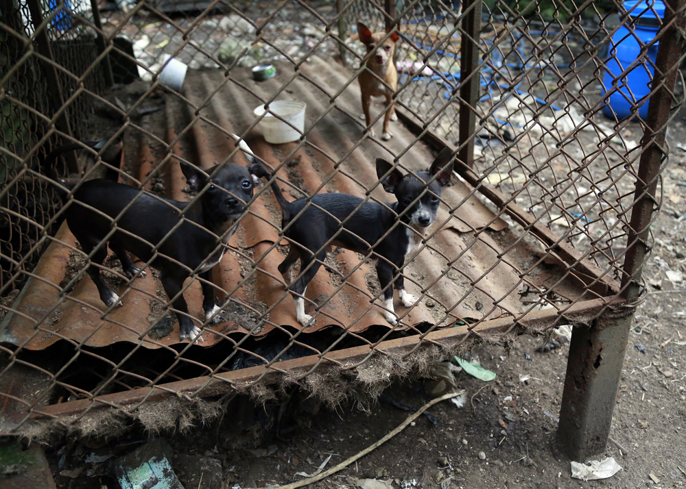 Las fotografías corresponden a operativos realizados por Senasa en tiendas de mascotas y criaderos entre el 2011 y el 2015. Cabe destacar que no todas las imágenes corresponden a criadores que formen parte de las asociaciones mencionadas en esta publicación. | SENASA PARA LN