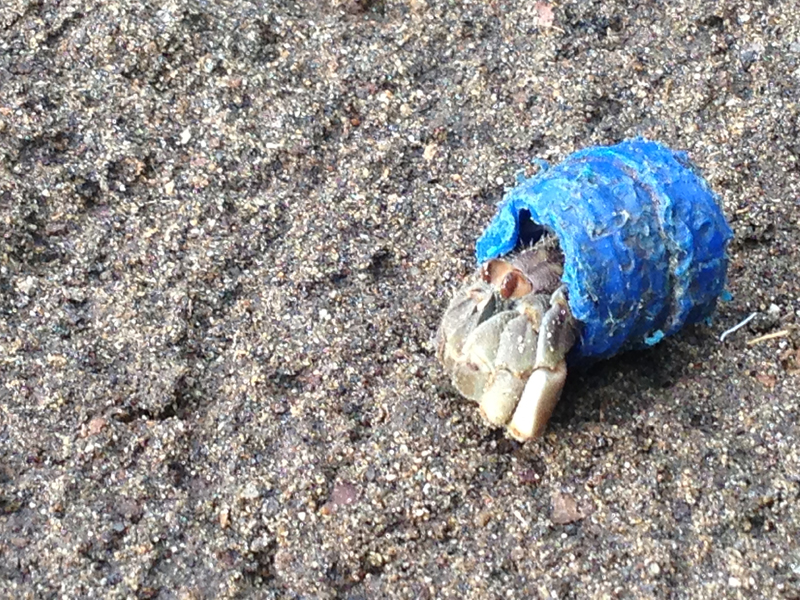 Este ermitaño confundió un plástico con una concha. El impacto de los residuos en playas ya impacta la fauna. | JACQUELYN BURMEISTER PARA LN